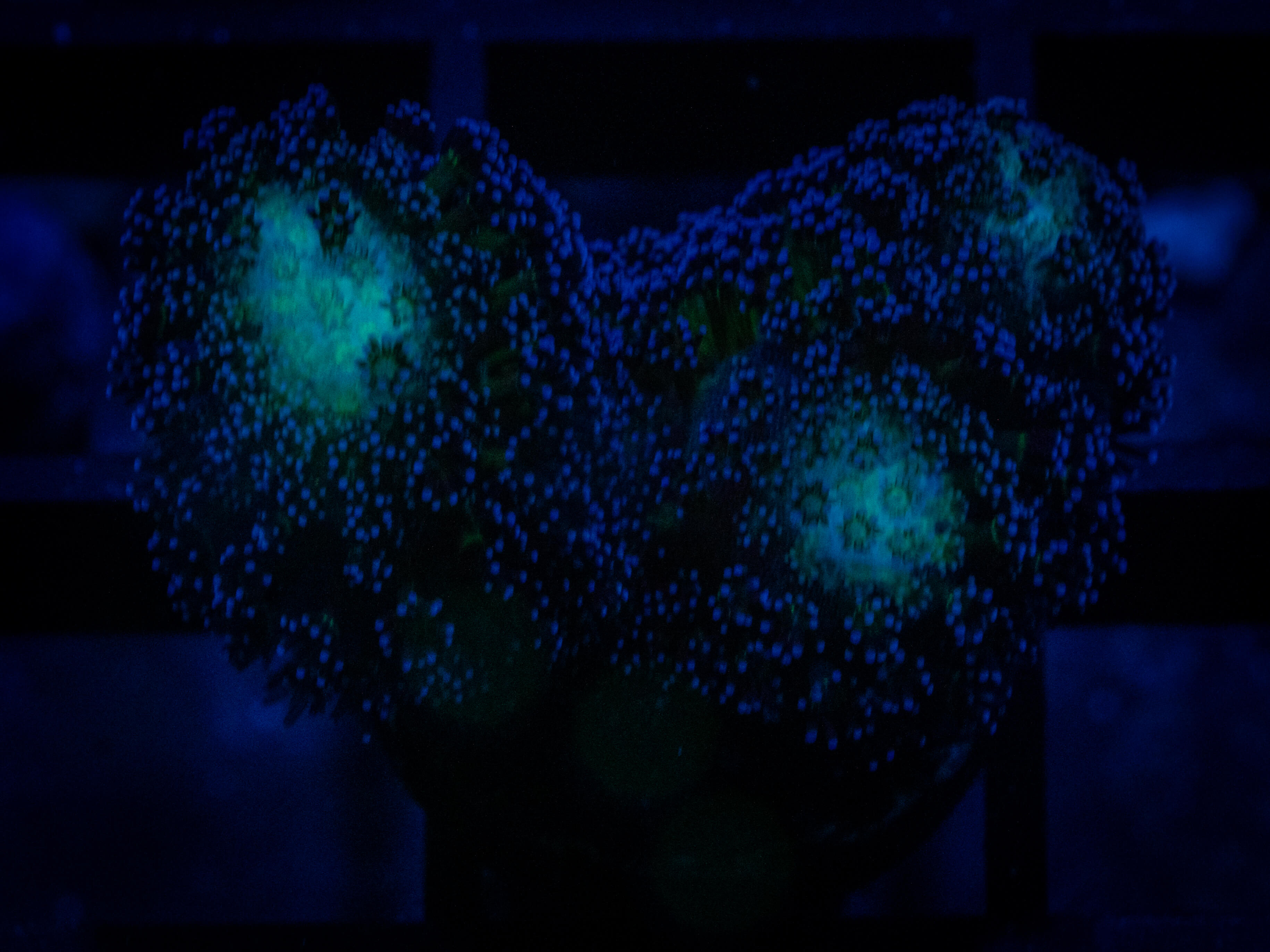 RVL Triple Stylo coral image from ReefRivals, listed as Stylocoeniella spp. and SPS Branching