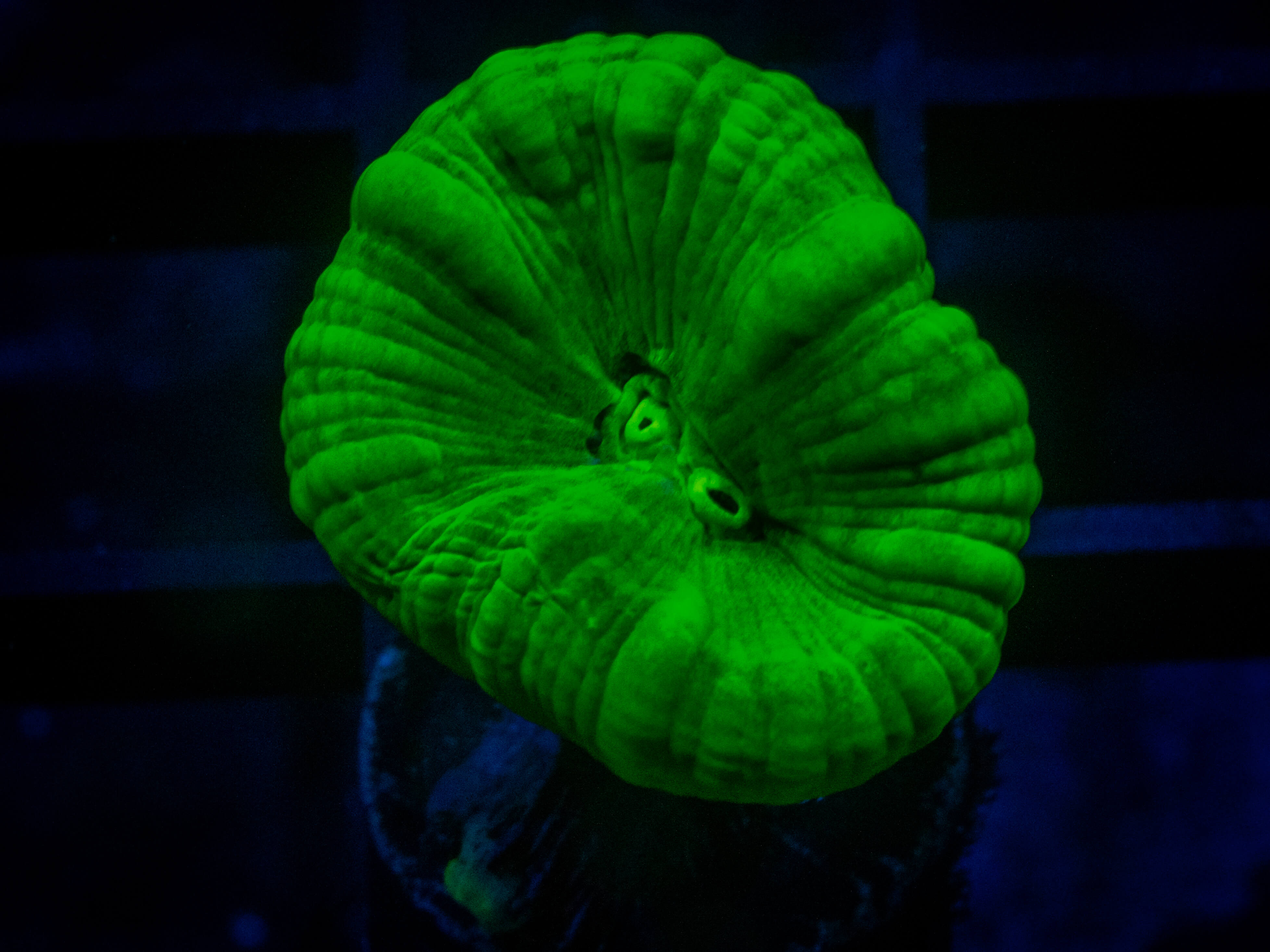RVL Kryptonite Candy Cane coral image from ReefRivals, listed as Caulastrea sp. and LPS Branching