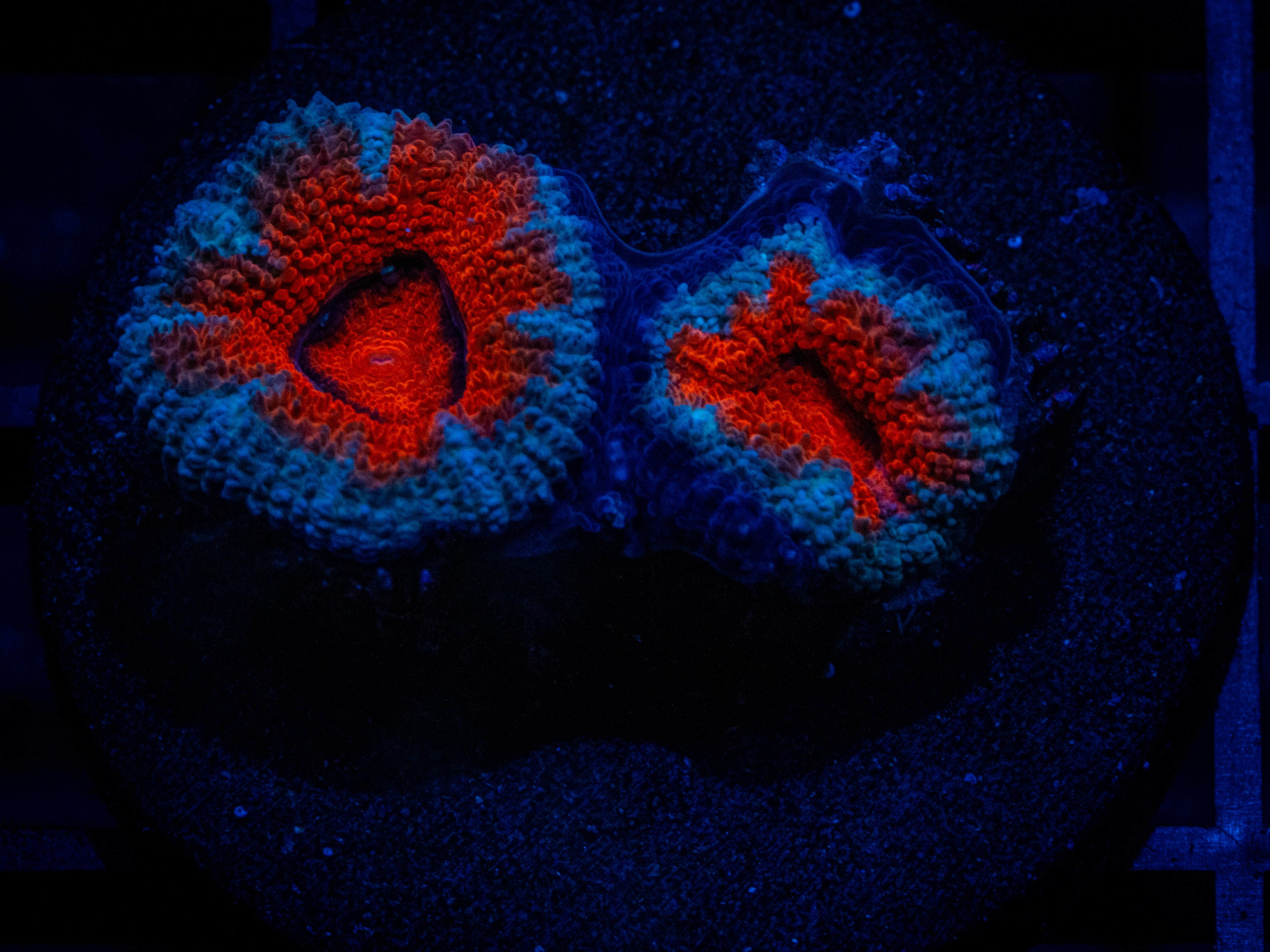RVL Space Blue Acan coral image from ReefRivals, listed as Micromussa sp. and Acans