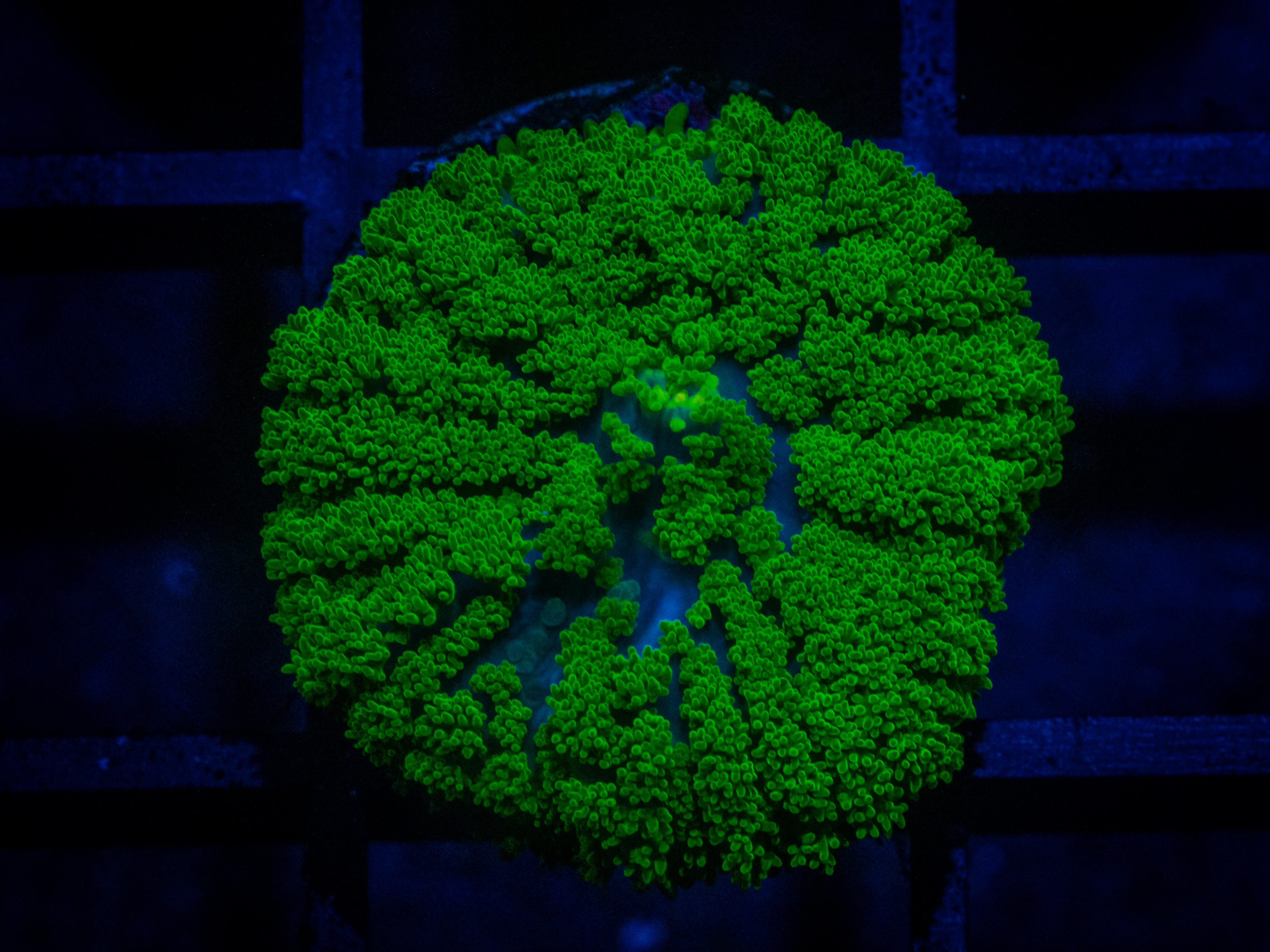TSA Swamp Mushroom coral image from ReefRivals, listed as Rhodactis spp. and Mushrooms