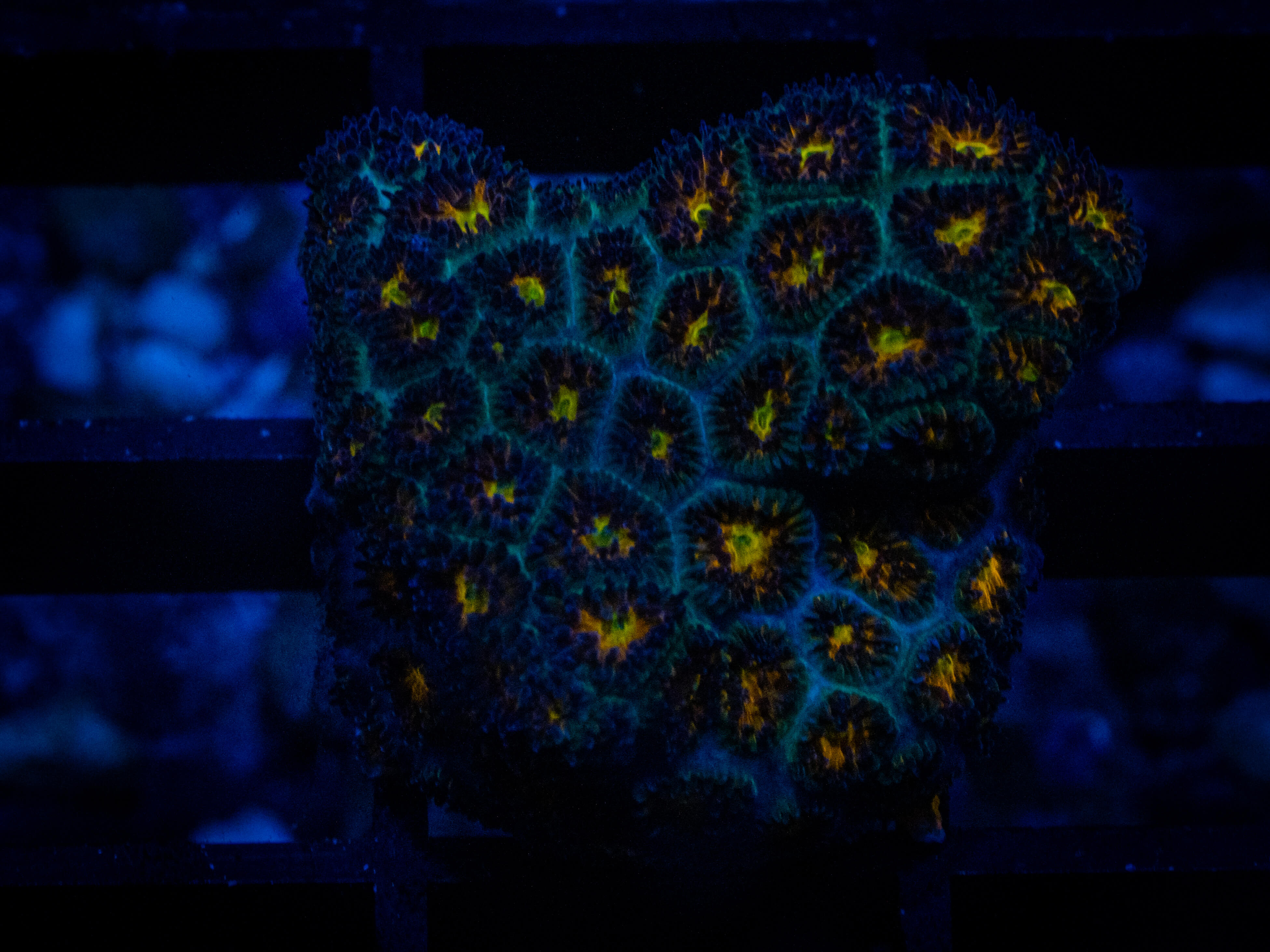 Orange Fuzz Leptastrea coral image from ReefRivals, listed as Leptastrea sp. and Encrusting