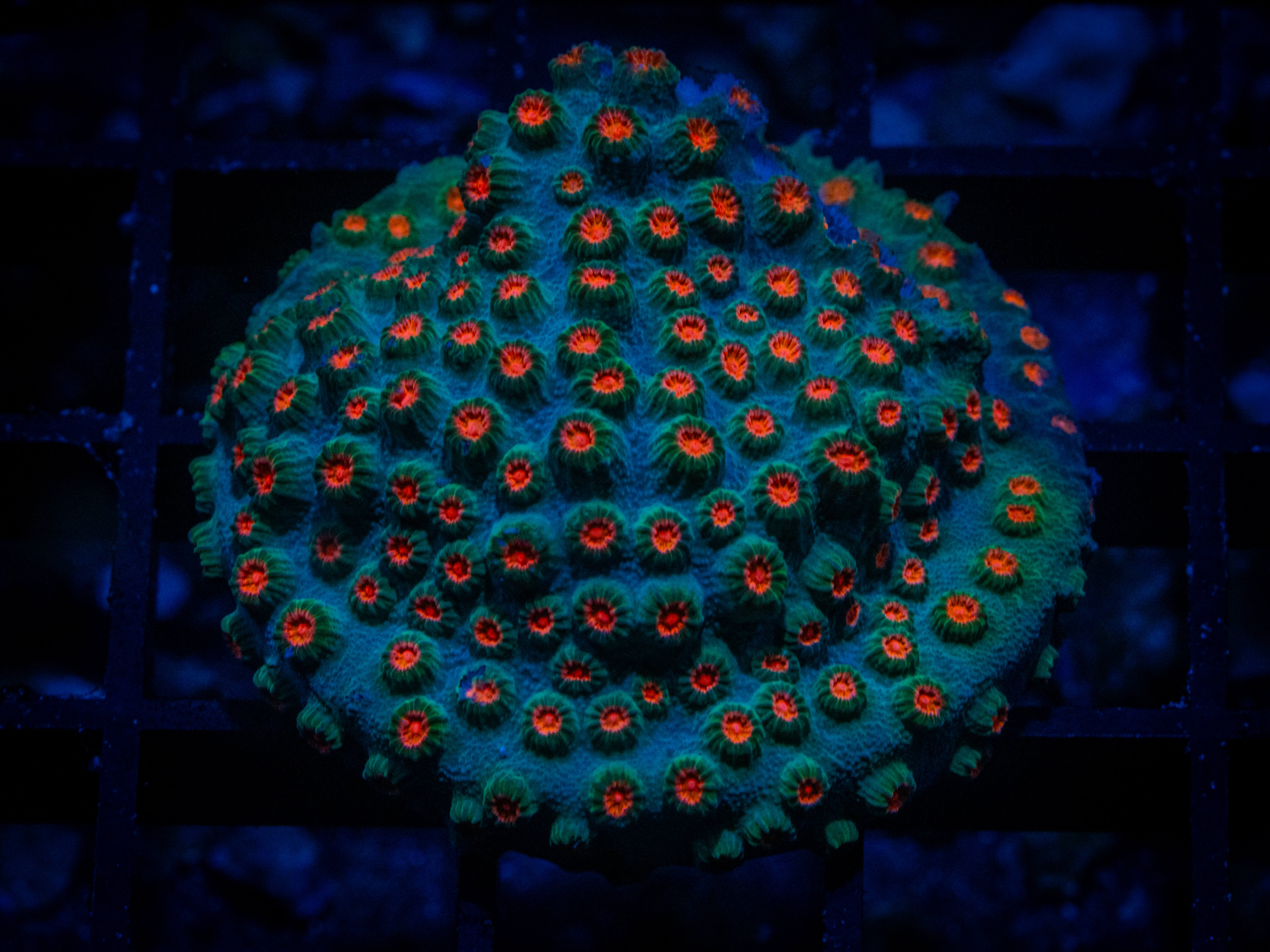 TSA Meteor Shower Cyphastrea (Large) coral image from ReefRivals, listed as Cyphastrea sp. and Encrusting