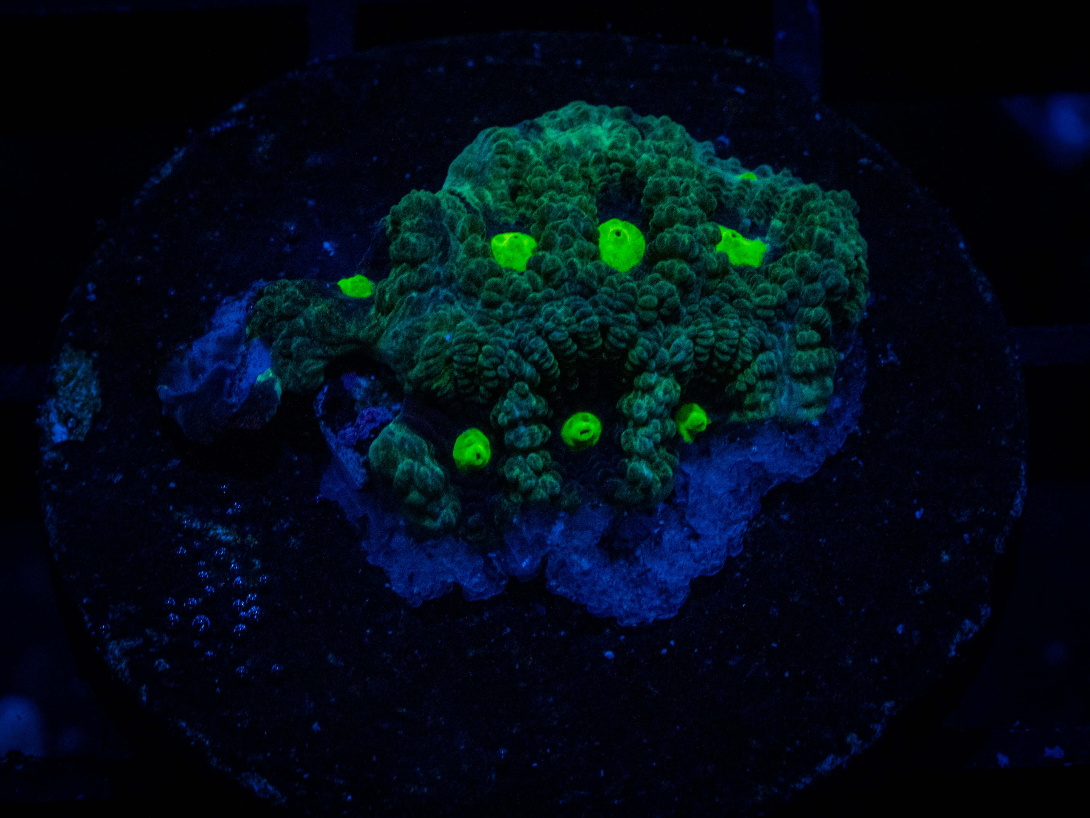 RVL Toxic Waste Favia coral image from ReefRivals, listed as Favia sp. and Favias
