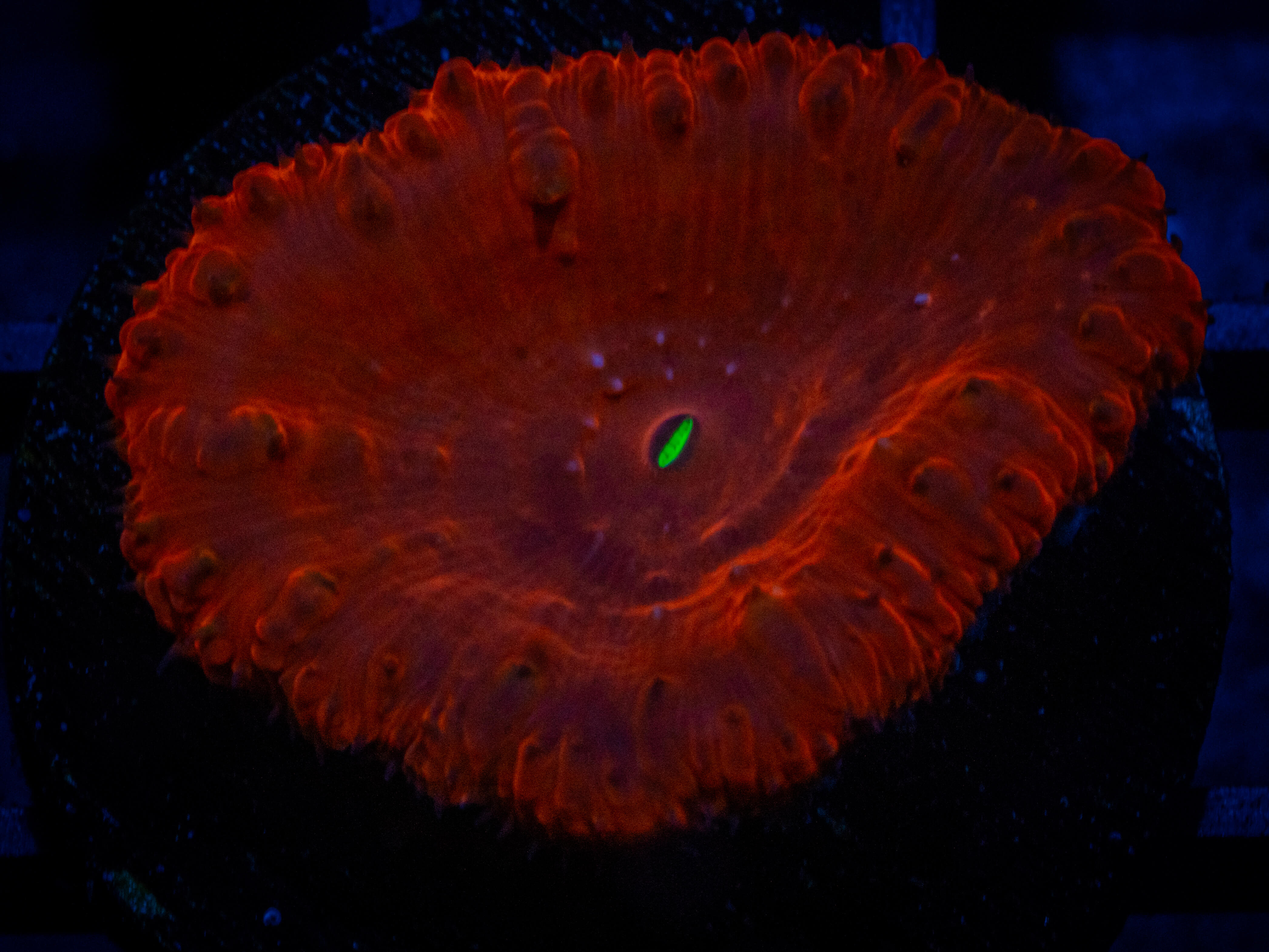 TSA Ultra Red Blastomussa coral image from ReefRivals, listed as Blastomussa sp. and LPS Fleshy
