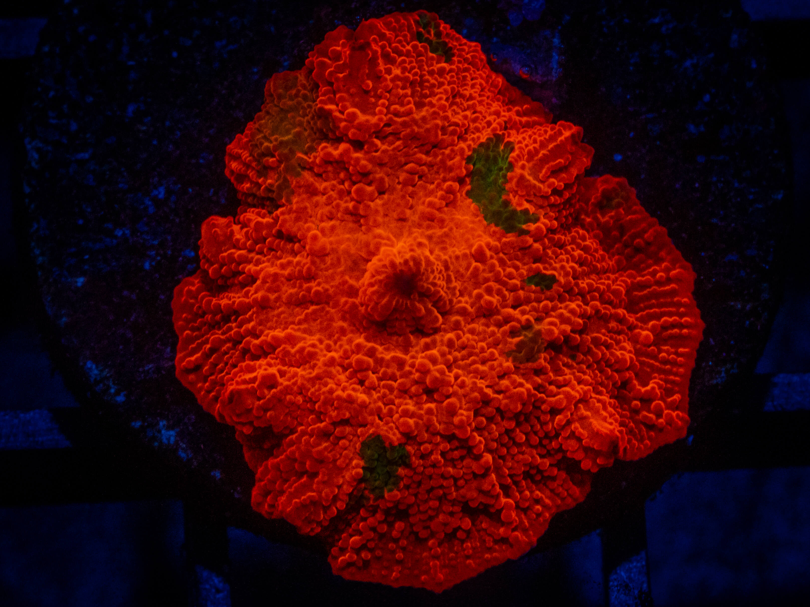 QCC Candy Crush Jawbreaker Mushroom coral image from ReefRivals, listed as Discosoma spp. and Mushrooms