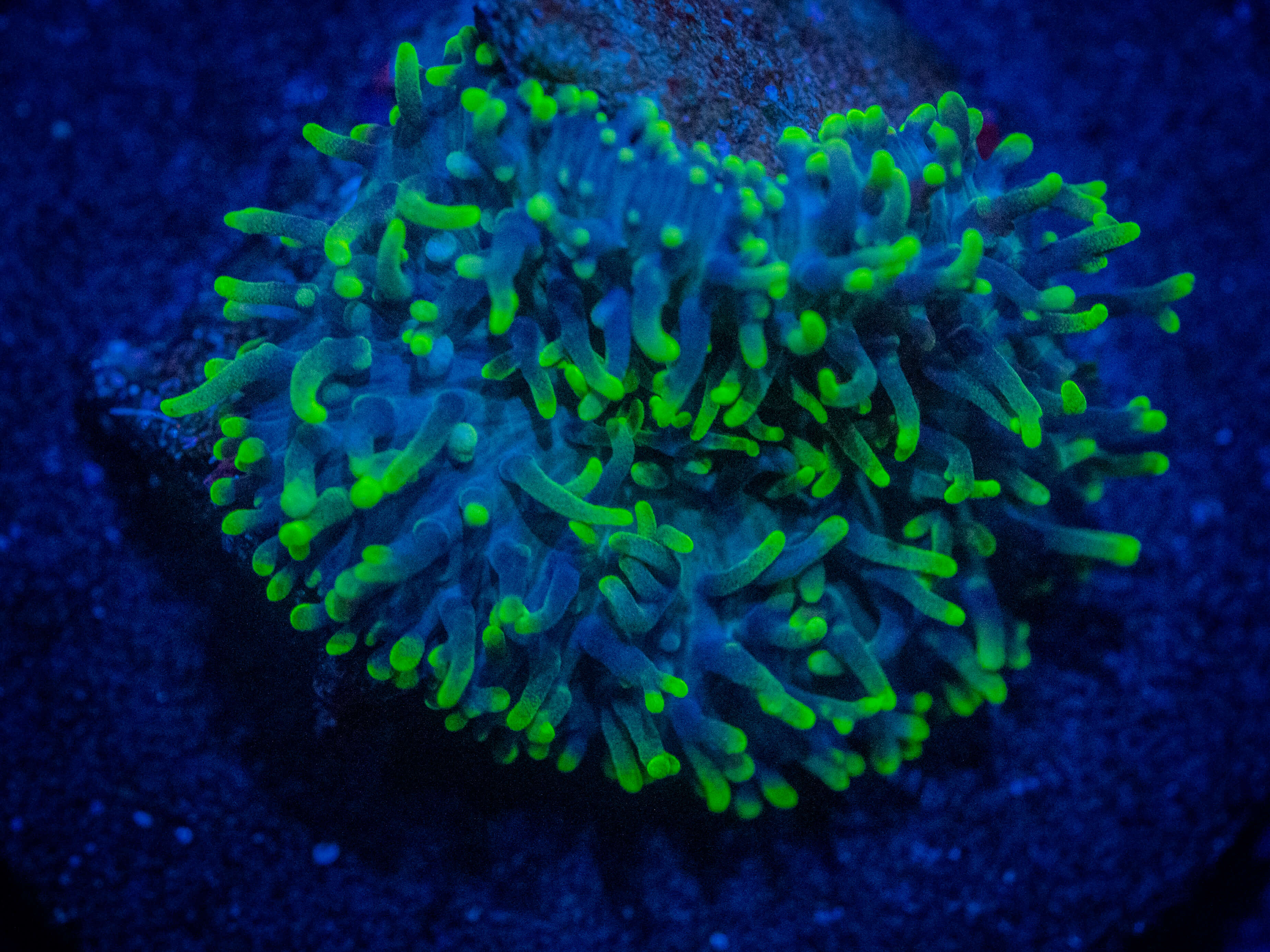 TG Neon Green Hairy Mushroom coral image from ReefRivals, listed as Rhodactis spp. and Mushrooms
