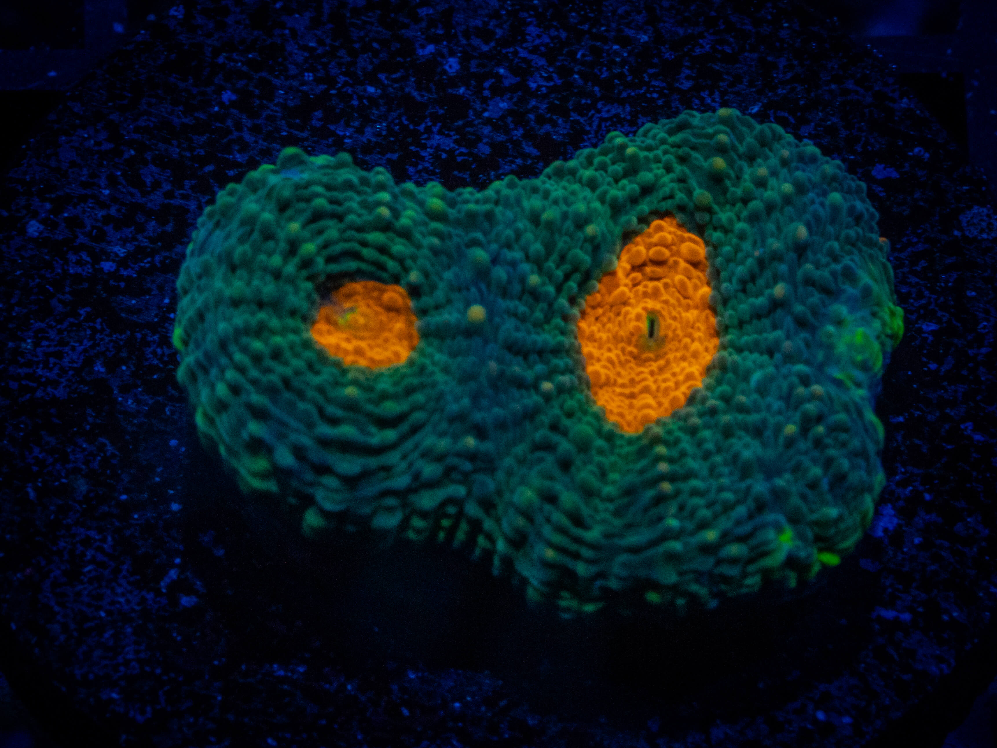 TSA Mango Tango Acan coral image from ReefRivals, listed as Micromussa sp. and Acans