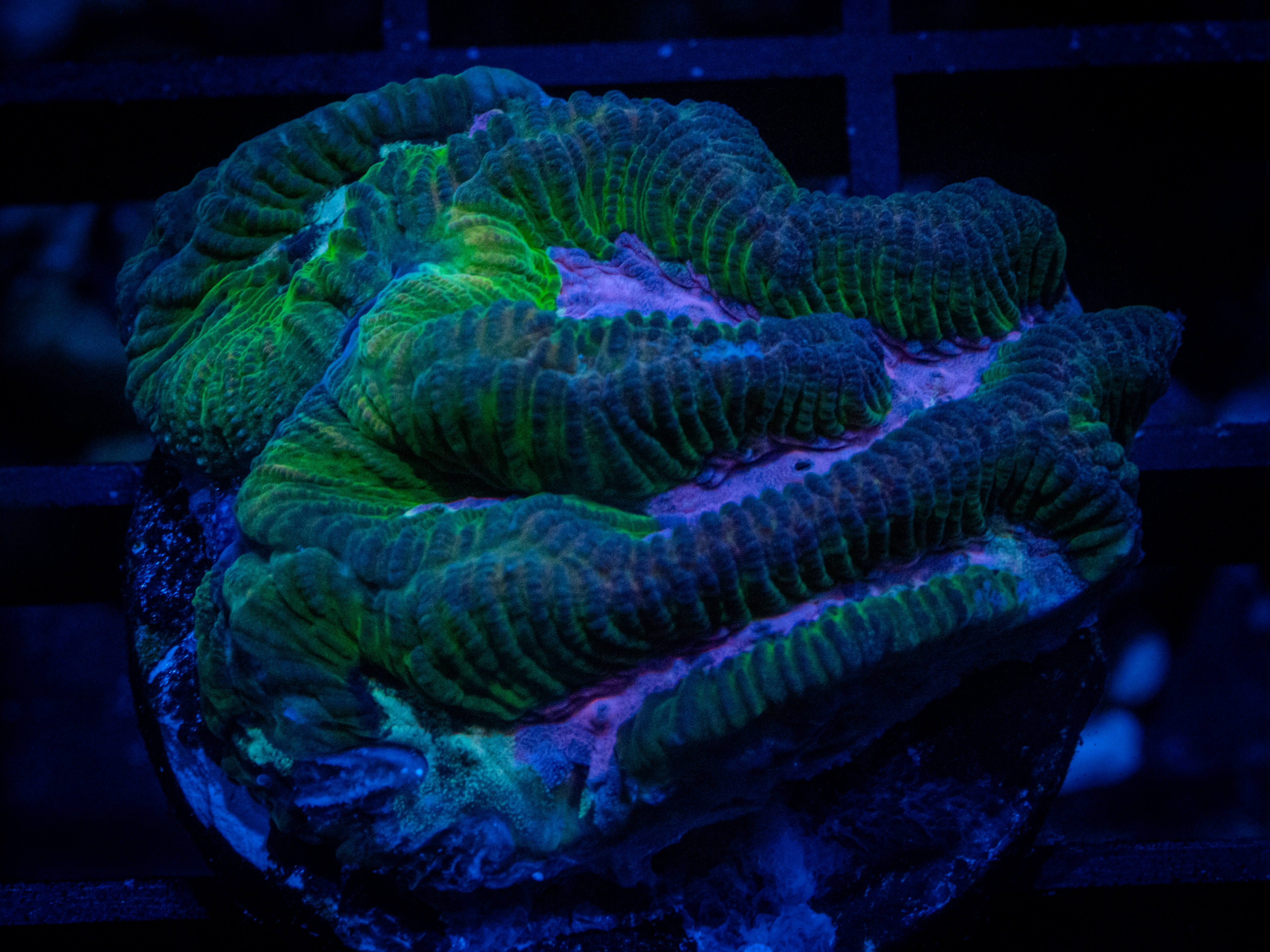 TG Joker Platygyra coral image from ReefRivals, listed as Platygyra sp. and Encrusting