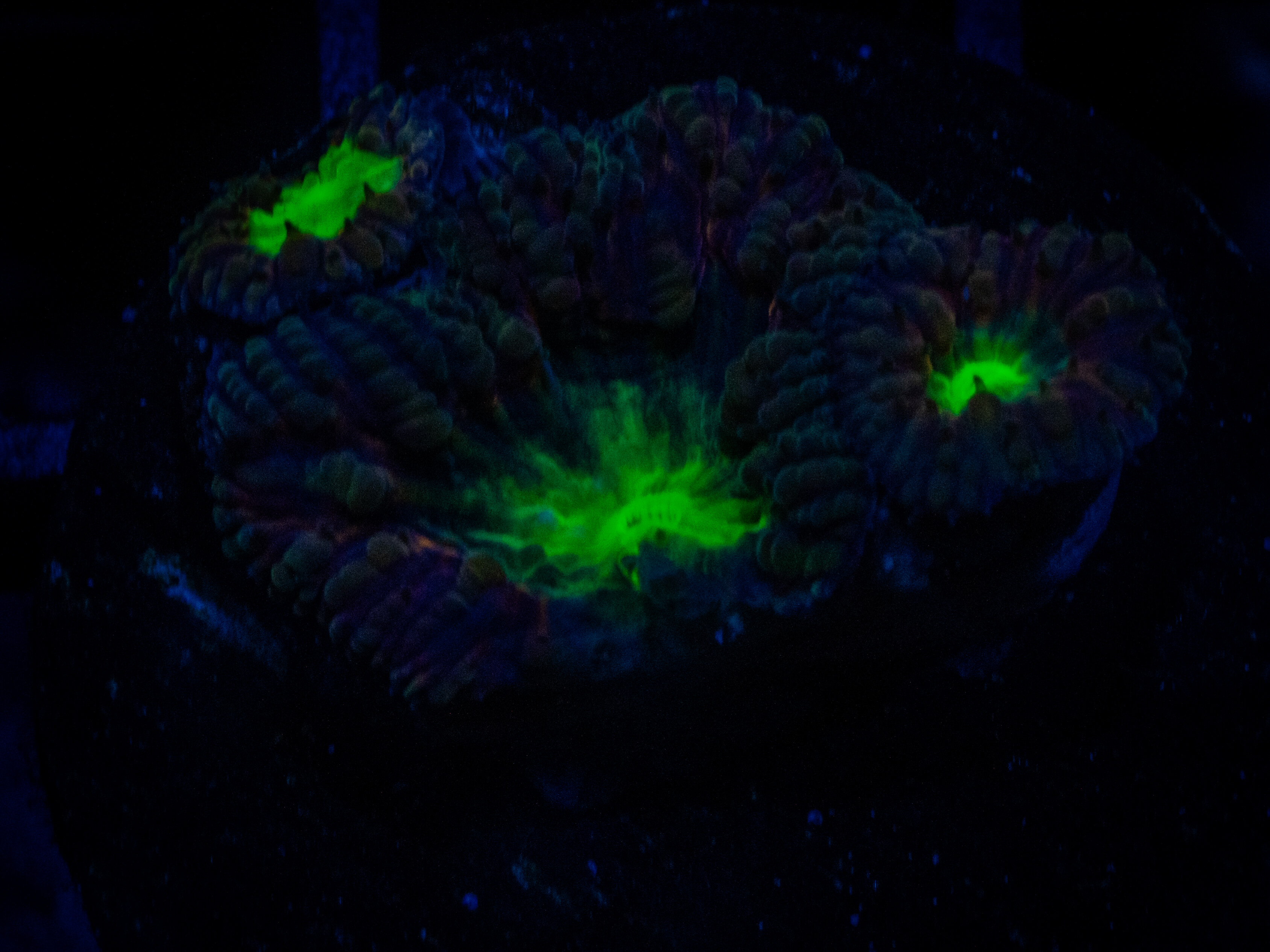 TSA Suckerberry Blasto coral image from ReefRivals, listed as Blastomussa sp. and LPS Fleshy
