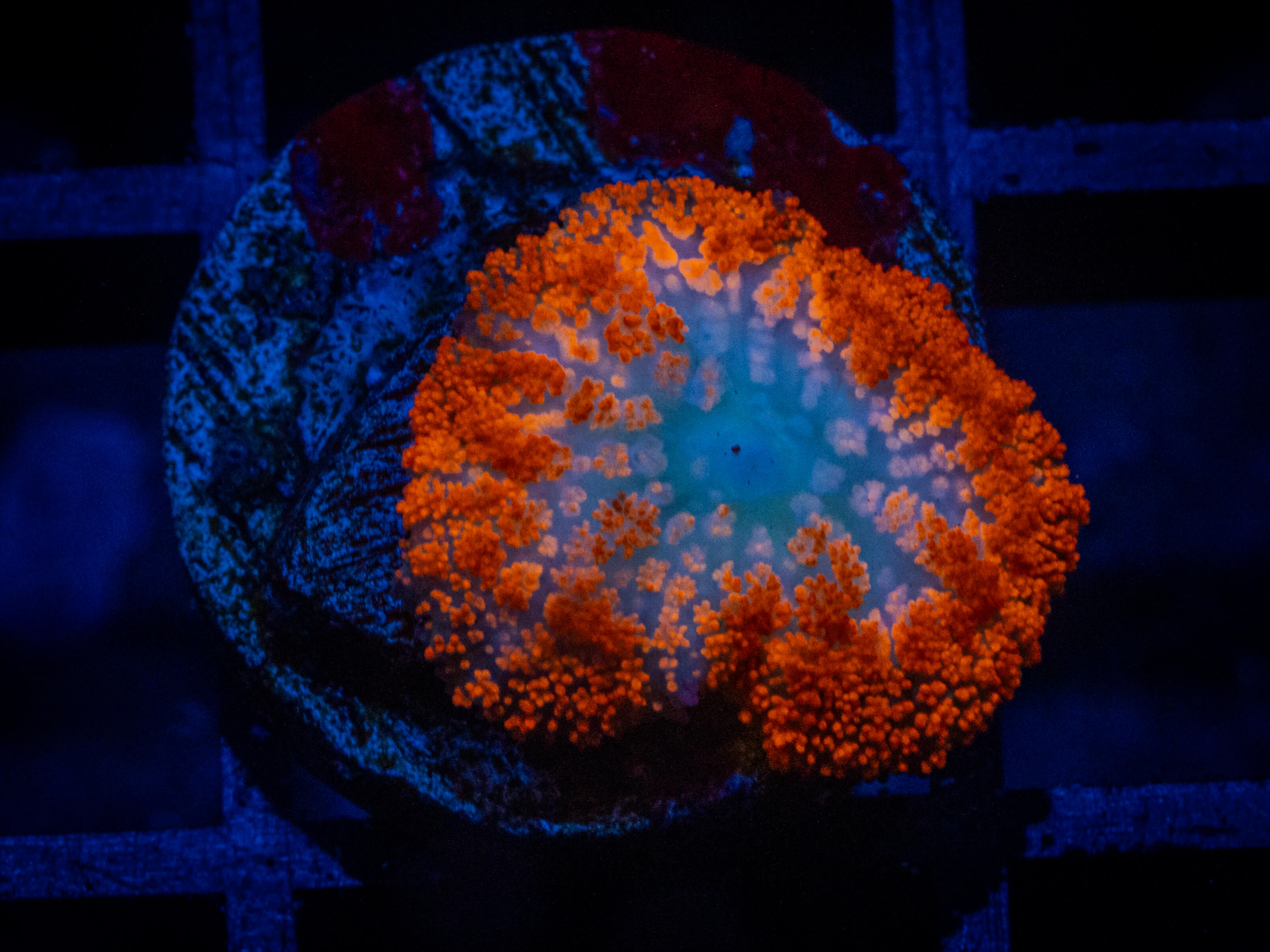 QC Forest Fire Mushroom coral image from ReefRivals, listed as Rhodactis spp. and Mushrooms