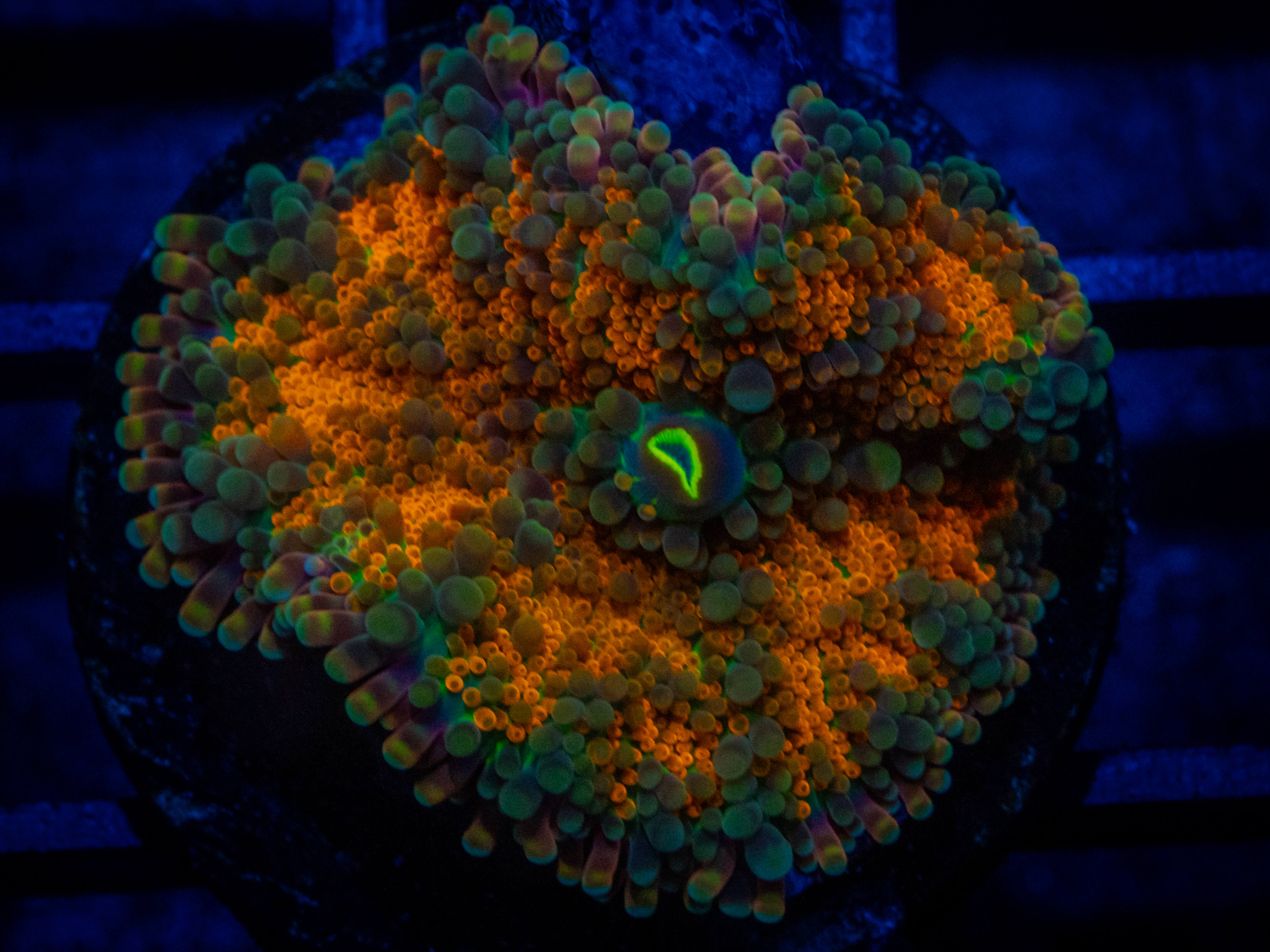 QCC Pumpkin Queen Yuma Mushroom coral image from ReefRivals, listed as Ricordea yuma and Mushrooms