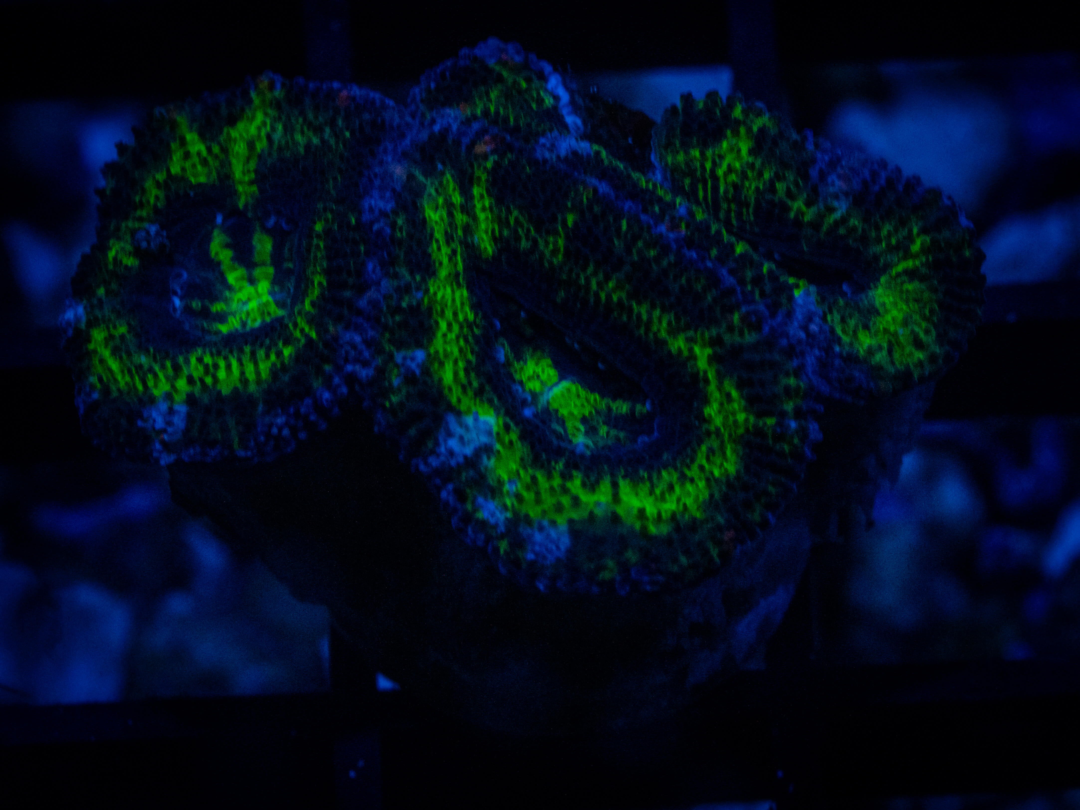WCC Evergreen Acan coral image from ReefRivals, listed as Micromussa sp. and Acans