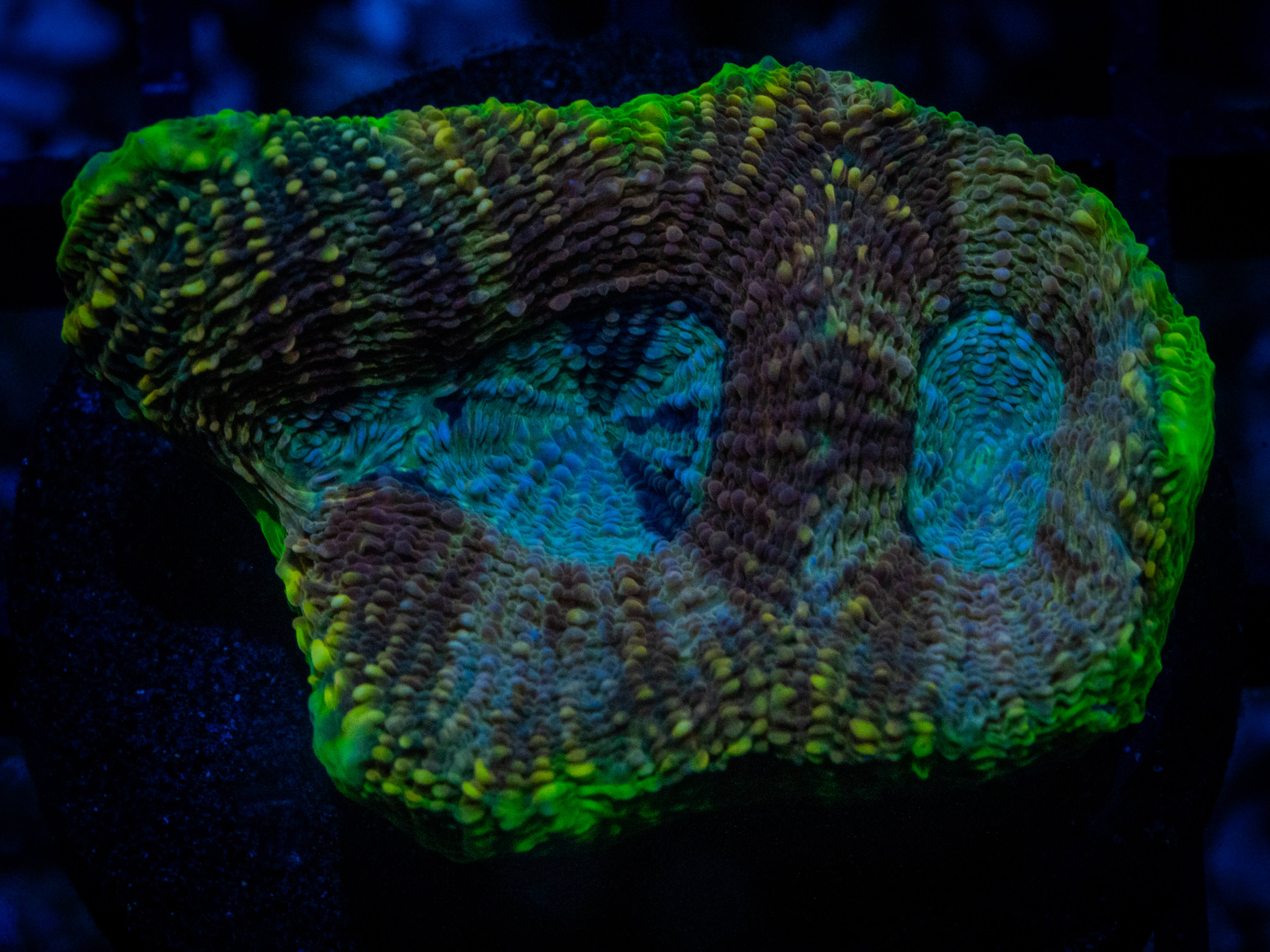 RVL Blue Sea Favia coral image from ReefRivals, listed as Favia sp. and Favias