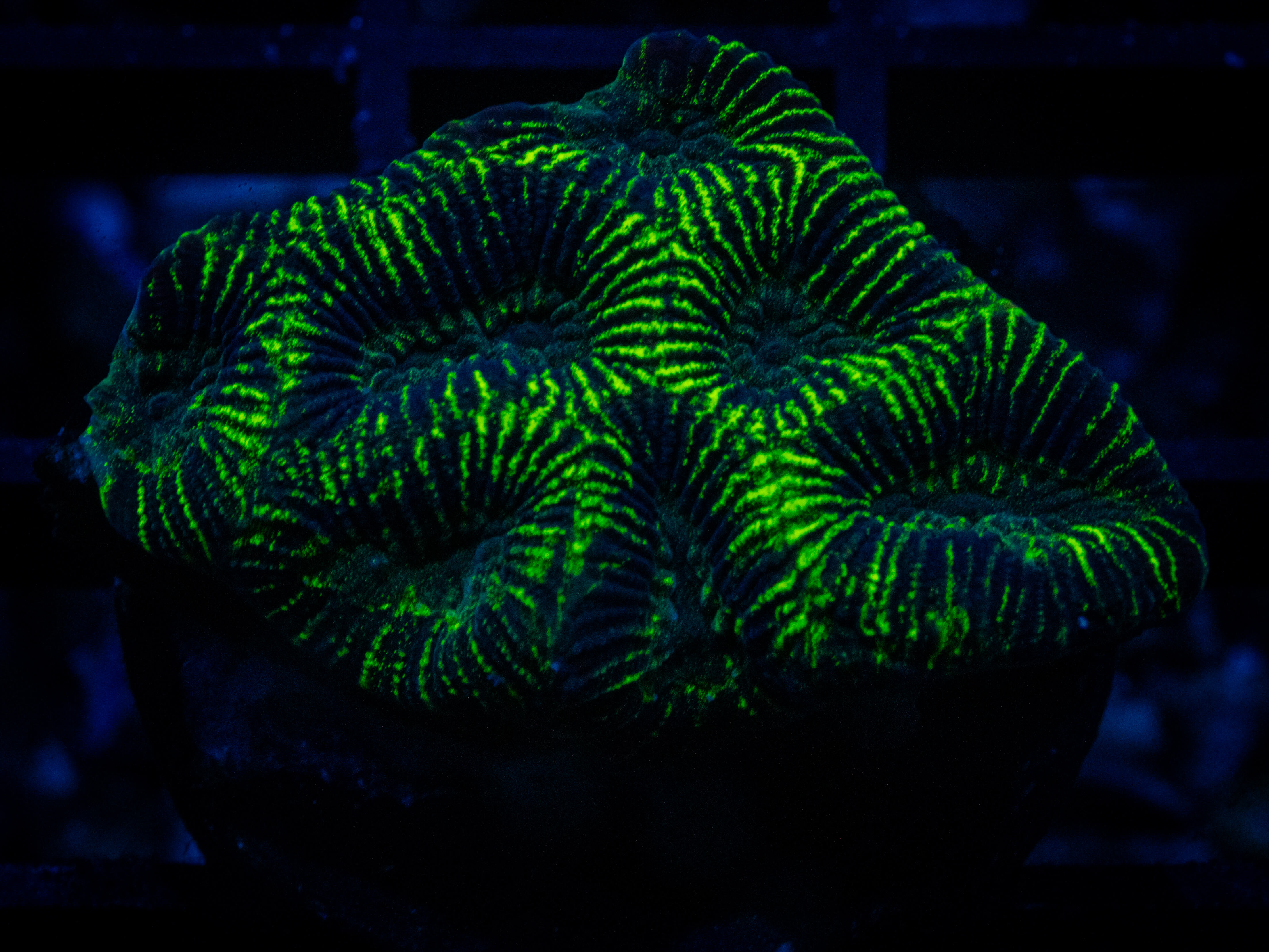 TG Neon Green Platygyra coral image from ReefRivals, listed as Platygyra sp. and Encrusting