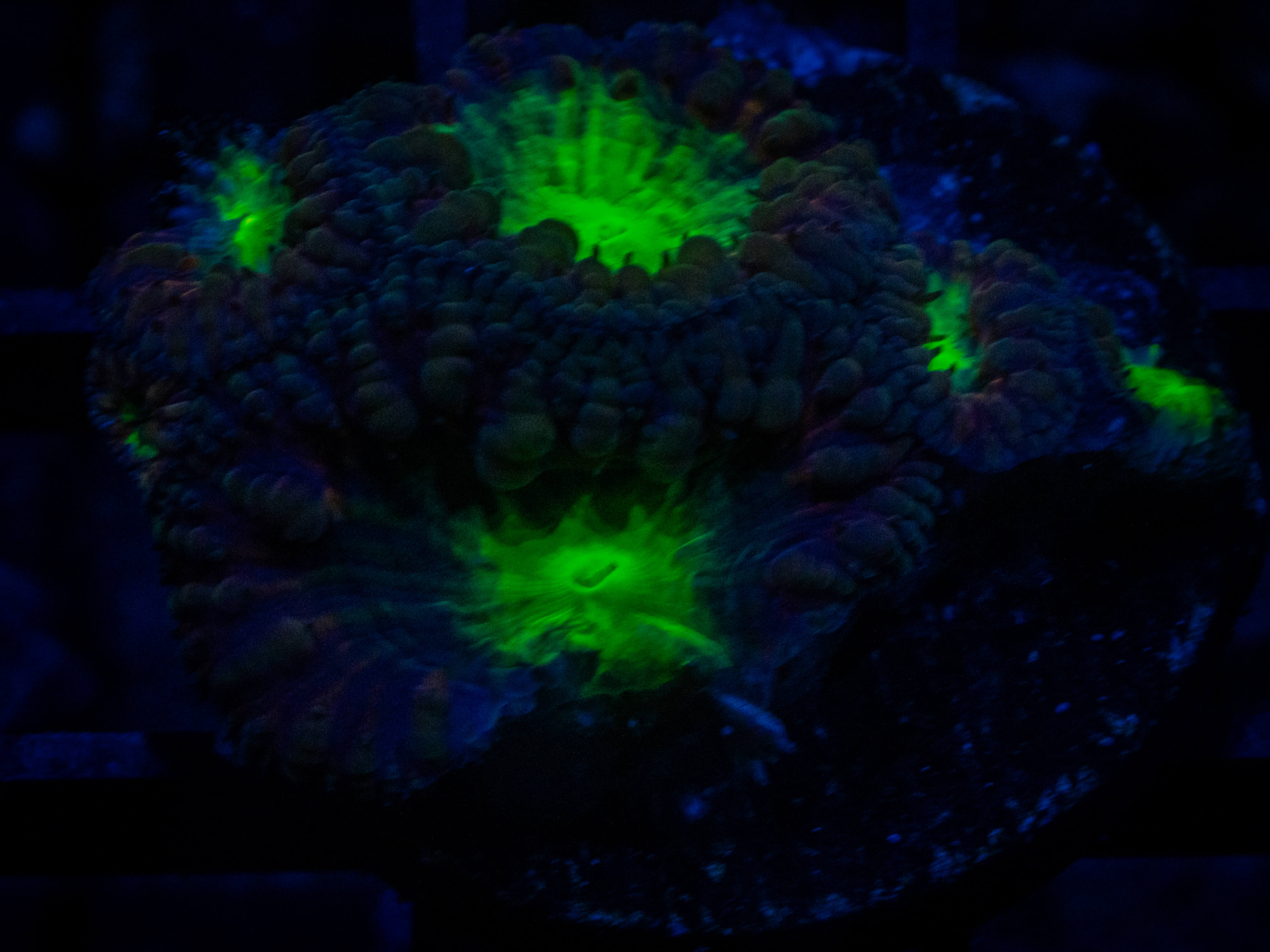 TSA Suckerberry Blasto coral image from ReefRivals, listed as Blastomussa sp. and LPS Fleshy