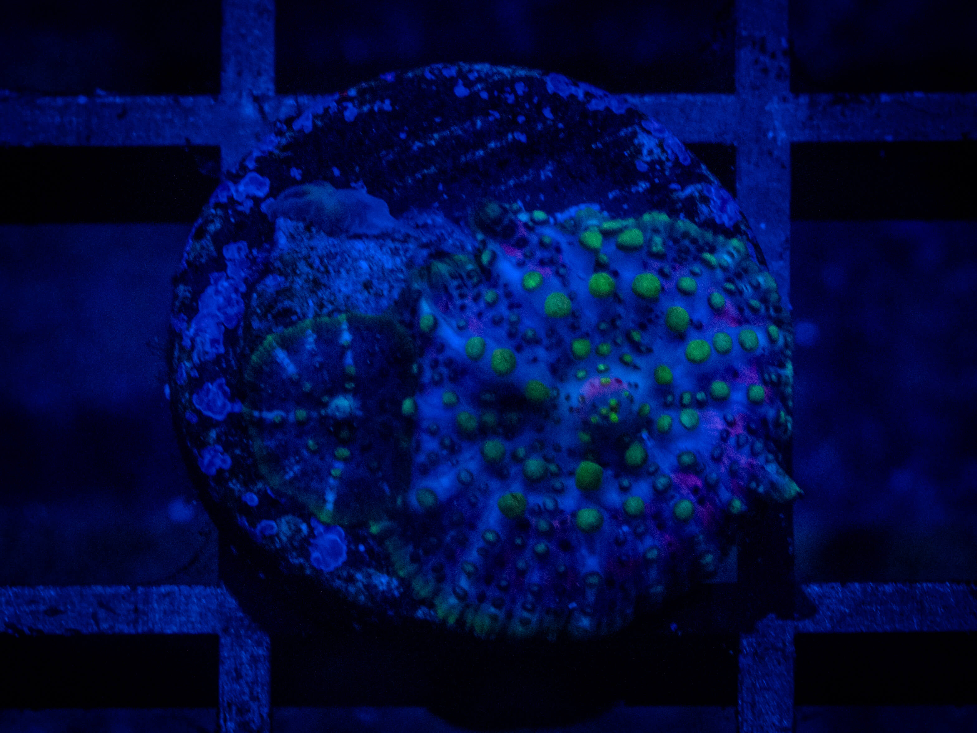 TG Lava Lamp Disco Mushroom coral image from ReefRivals, listed as Discosoma spp. and Mushrooms