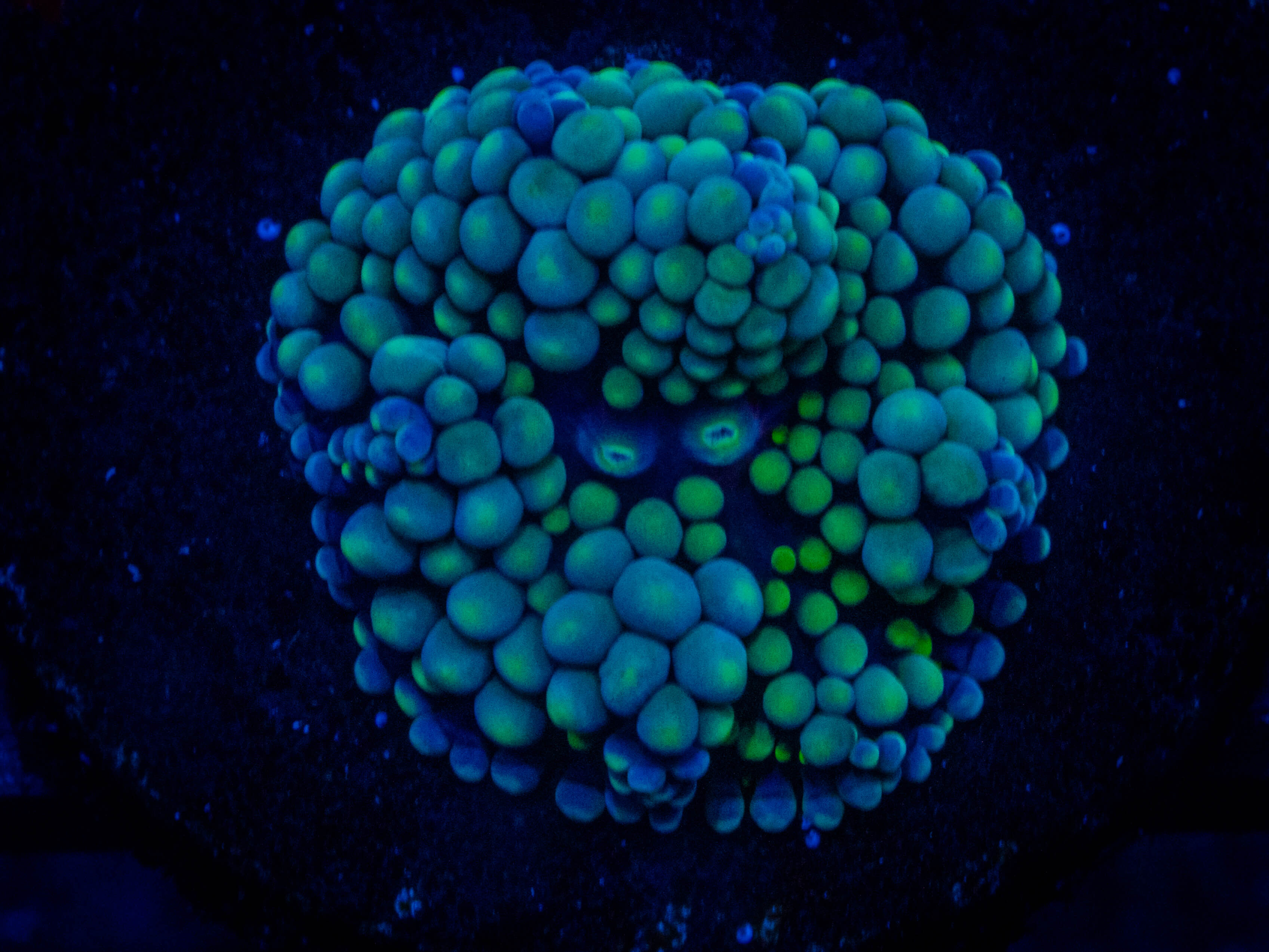 RVL Mighty Mint RMushroom coral image from ReefRivals, listed as Ricordea florida and Mushrooms