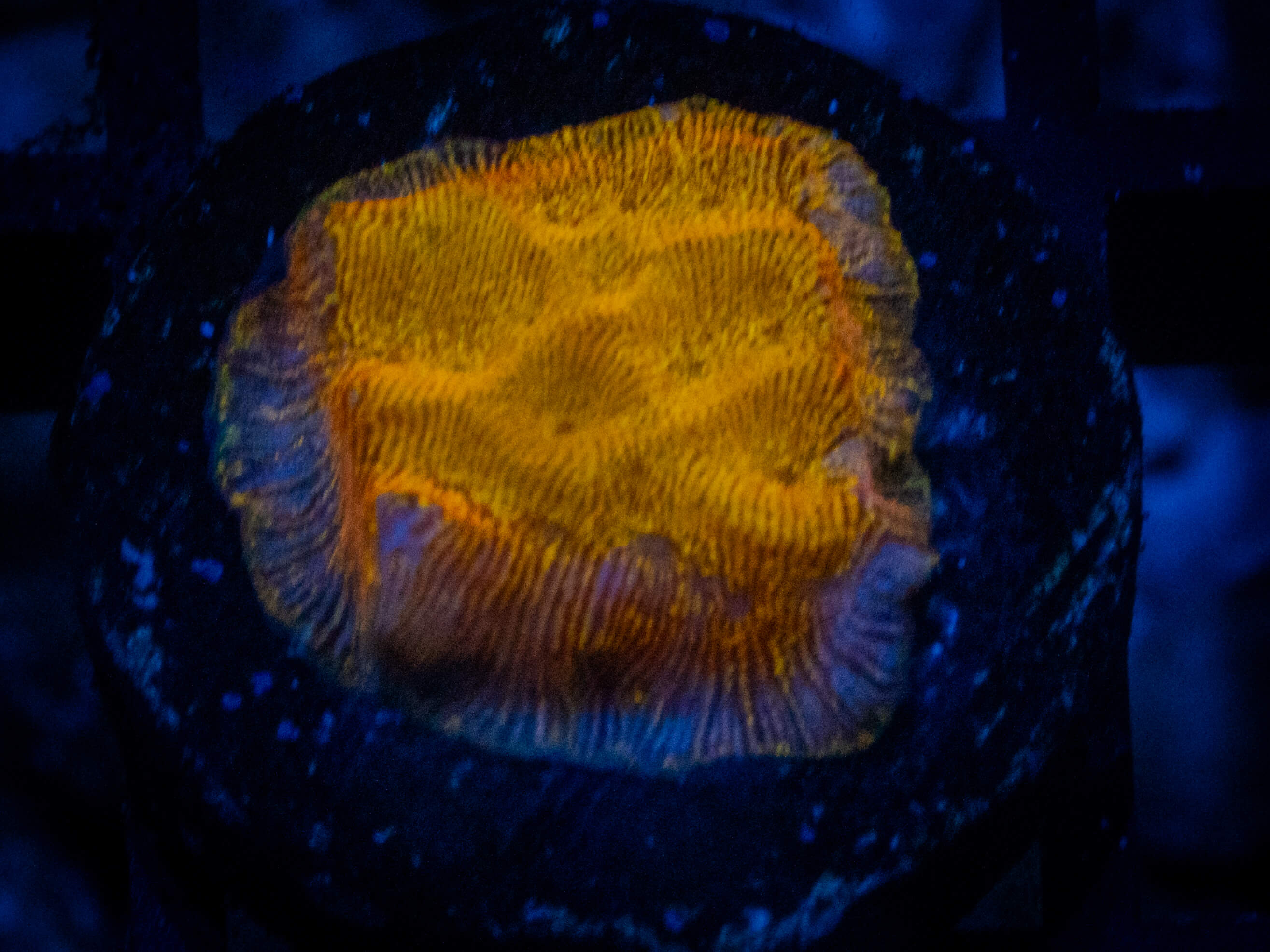 24K Gold Lepto coral image from ReefRivals, listed as Leptoseris sp. and Encrusting