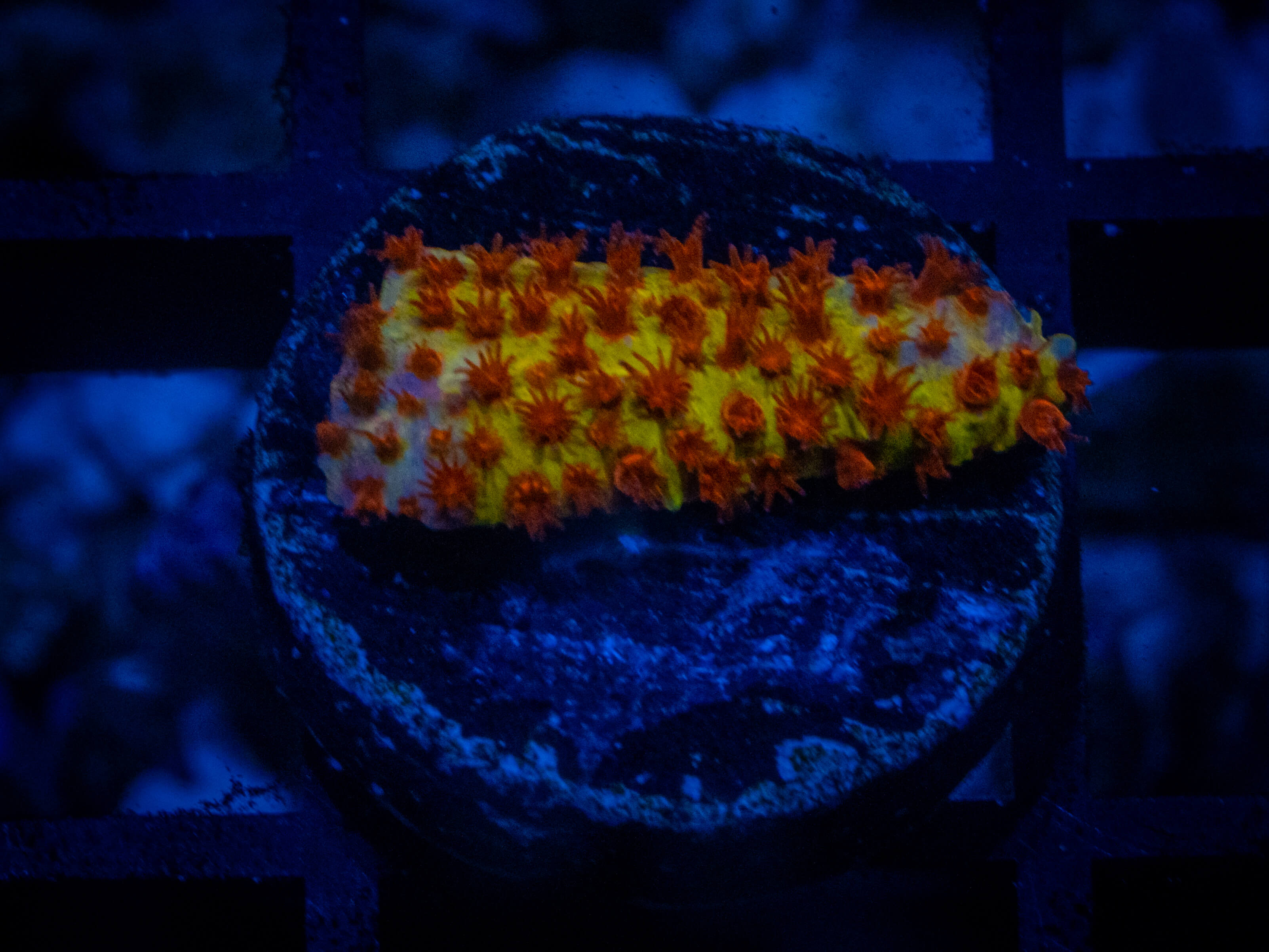 JF Burning Banana Stylo coral image from ReefRivals, listed as Stylocoeniella spp. and Encrusting