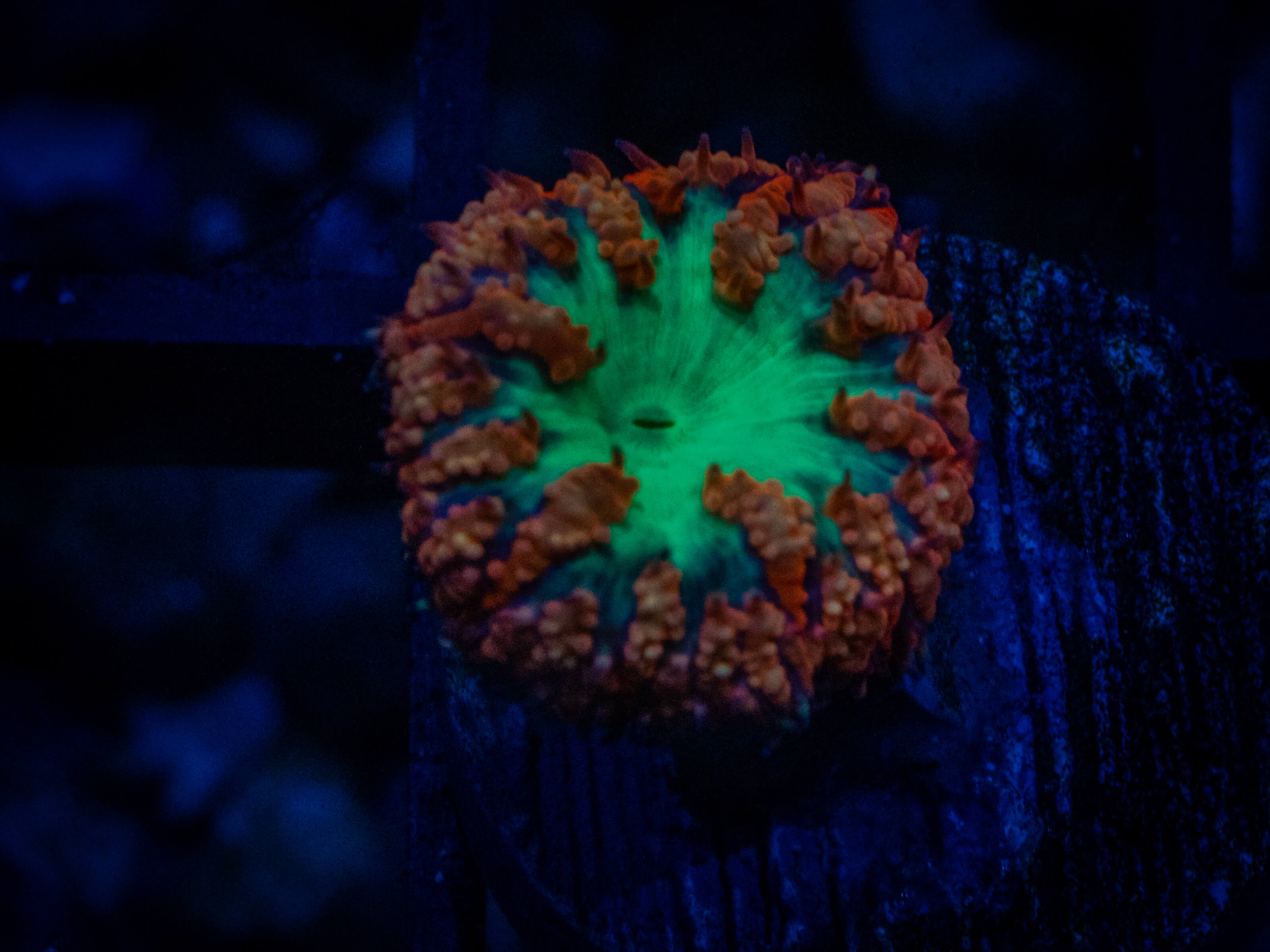 TG Candy Apple Blasto coral image from ReefRivals, listed as Blastomussa sp. and LPS Fleshy