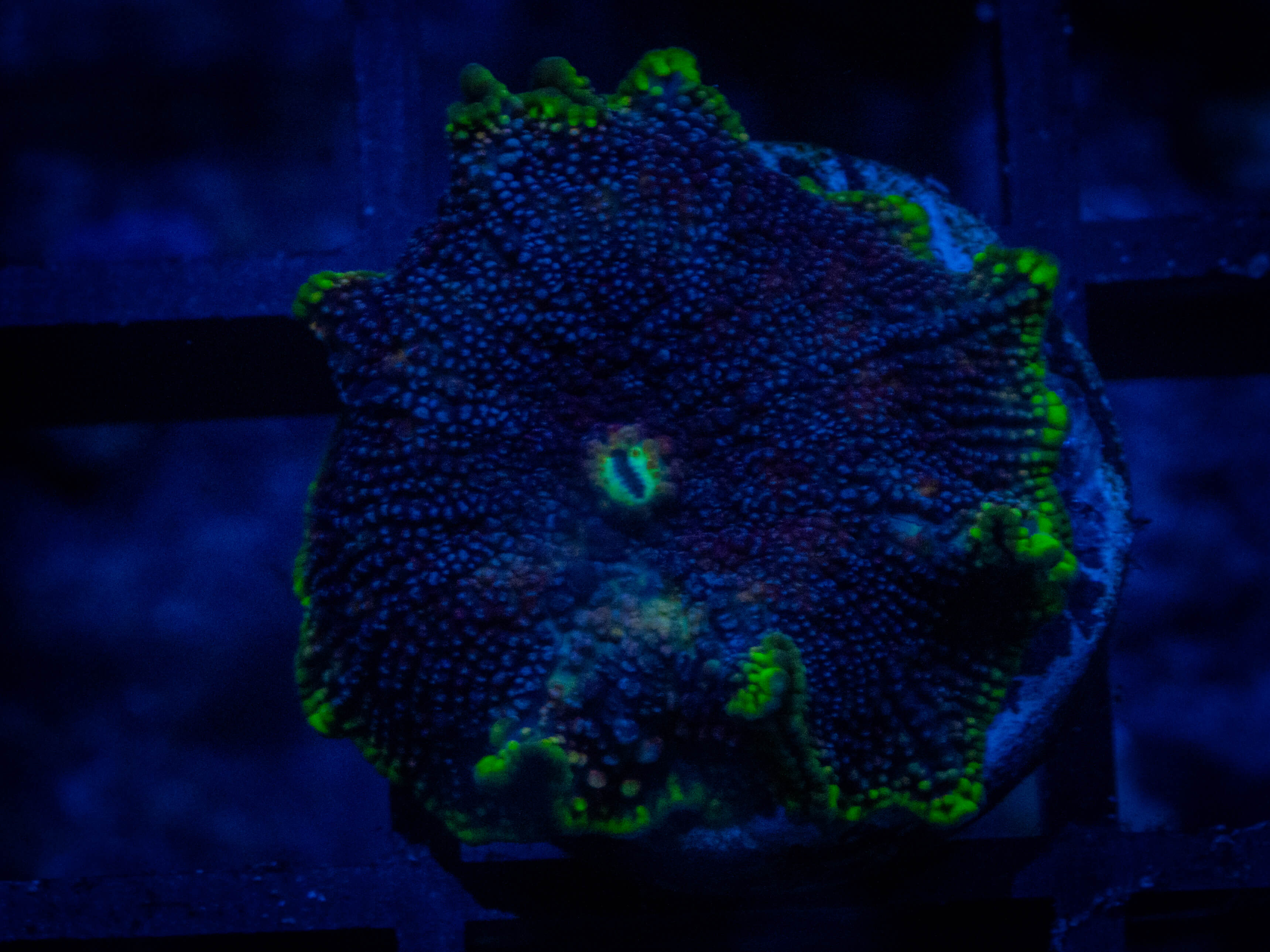 CA Yellow Rim Mushroom coral image from ReefRivals, listed as Discosoma spp. and Mushrooms