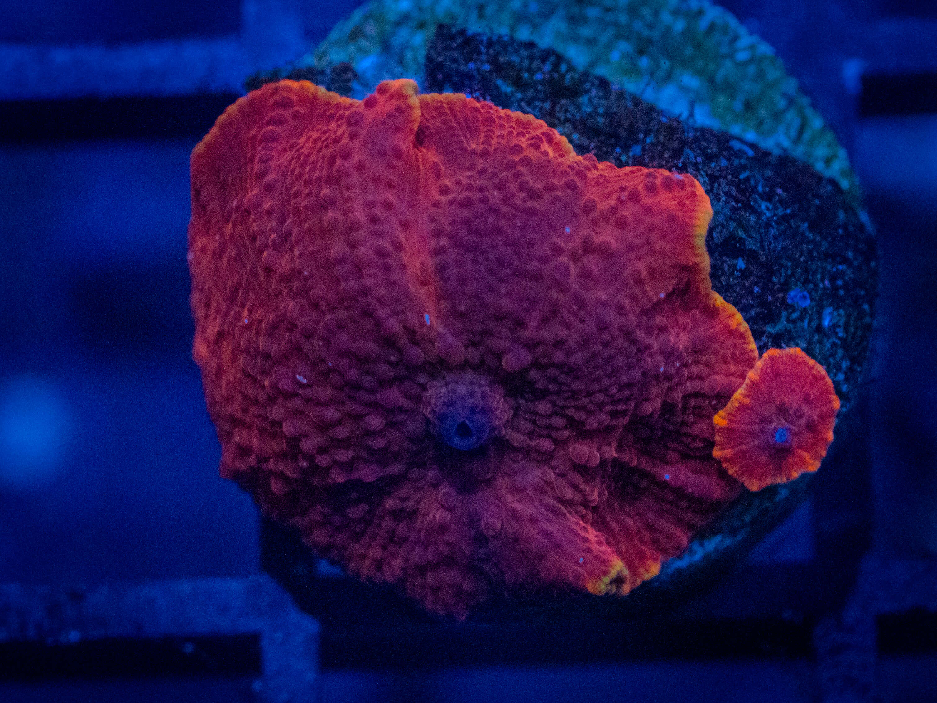 RVL Sunburnt Mushroom coral image from ReefRivals, listed as Discosoma spp. and Mushrooms
