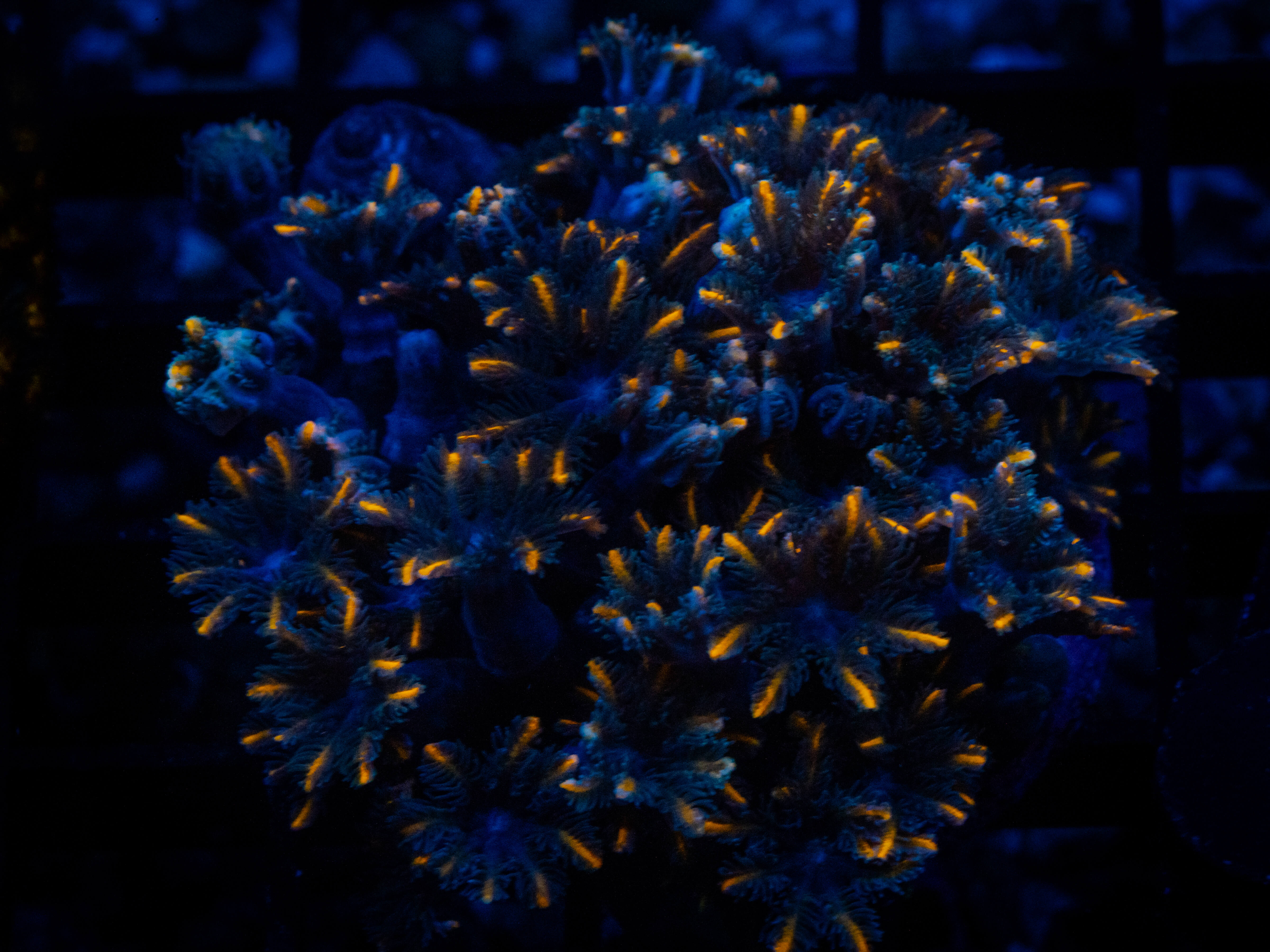 WWC Florida Squeeze Clove Polyps coral image from ReefRivals, listed as Clavularia sp. and Soft Coral