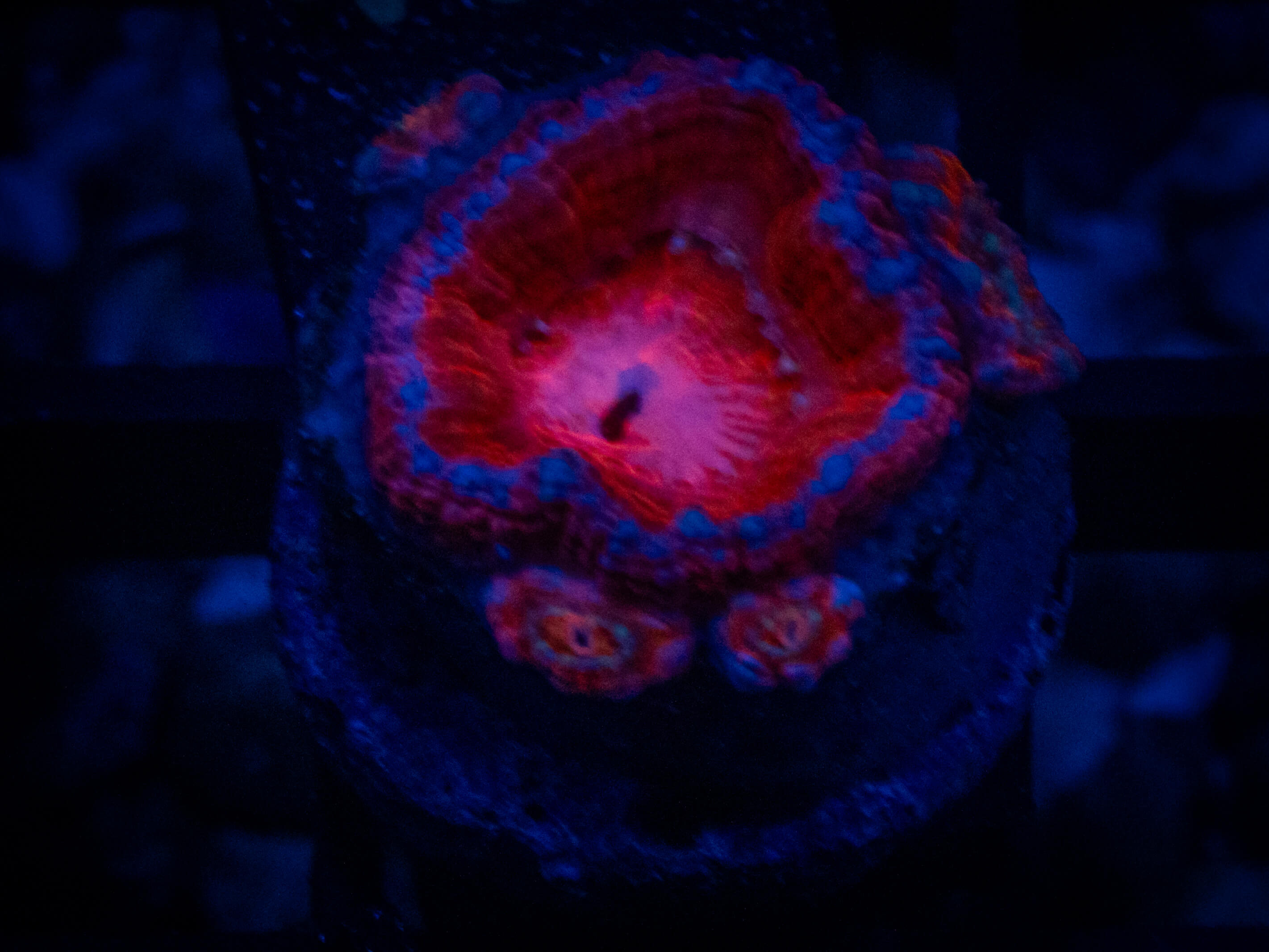 RVL Spiderman Anan coral image from ReefRivals, listed as Micromussa sp. and Acans
