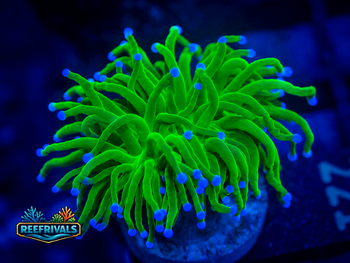ECC Holy Grail Torch (2 Heads) coral image from ReefRivals, listed as Euphyllia glabrescens and Torches