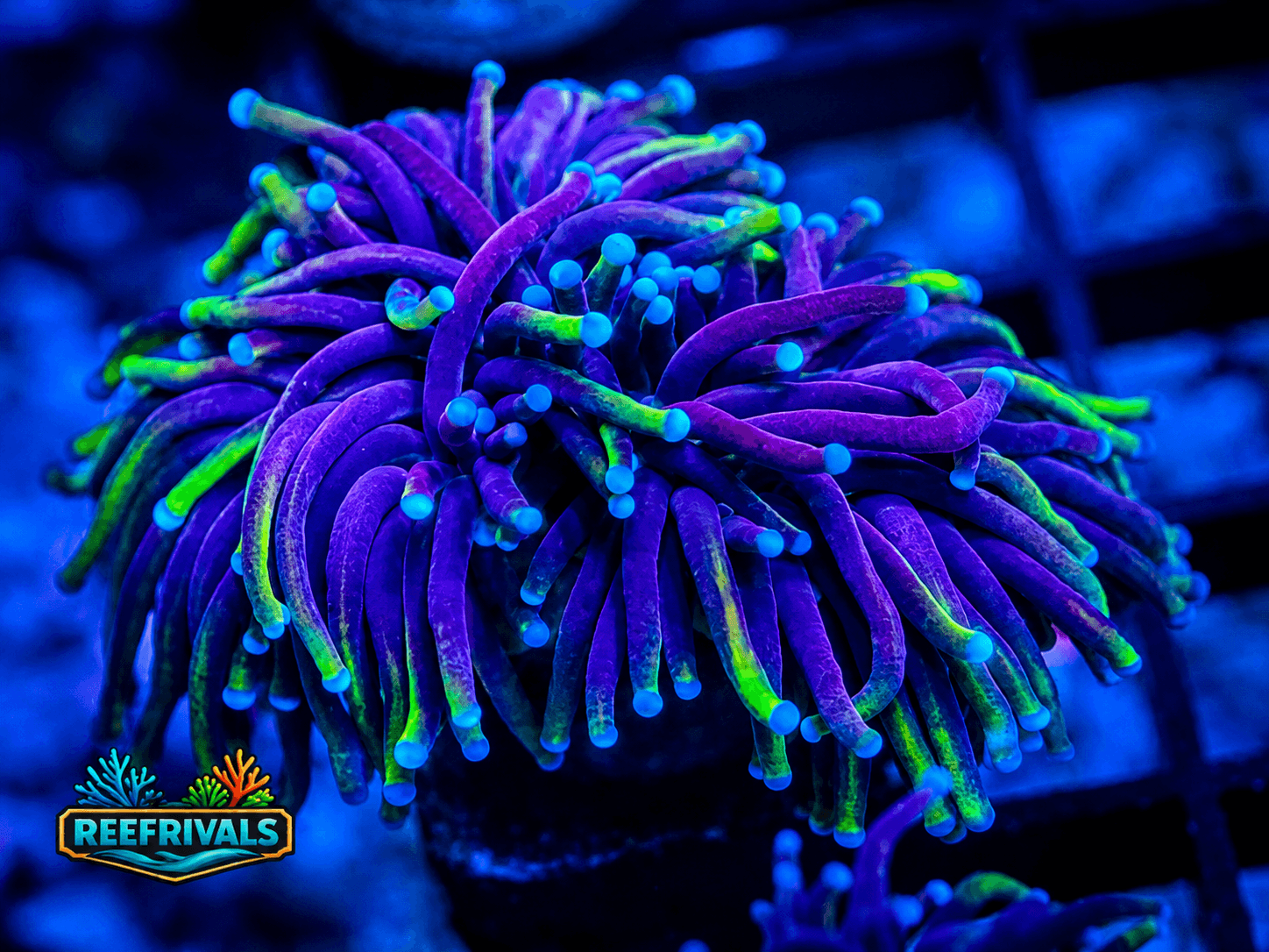 RVL Dragon Soul Torch coral image from ReefRivals, listed as Euphyllia glabrescens and Torches