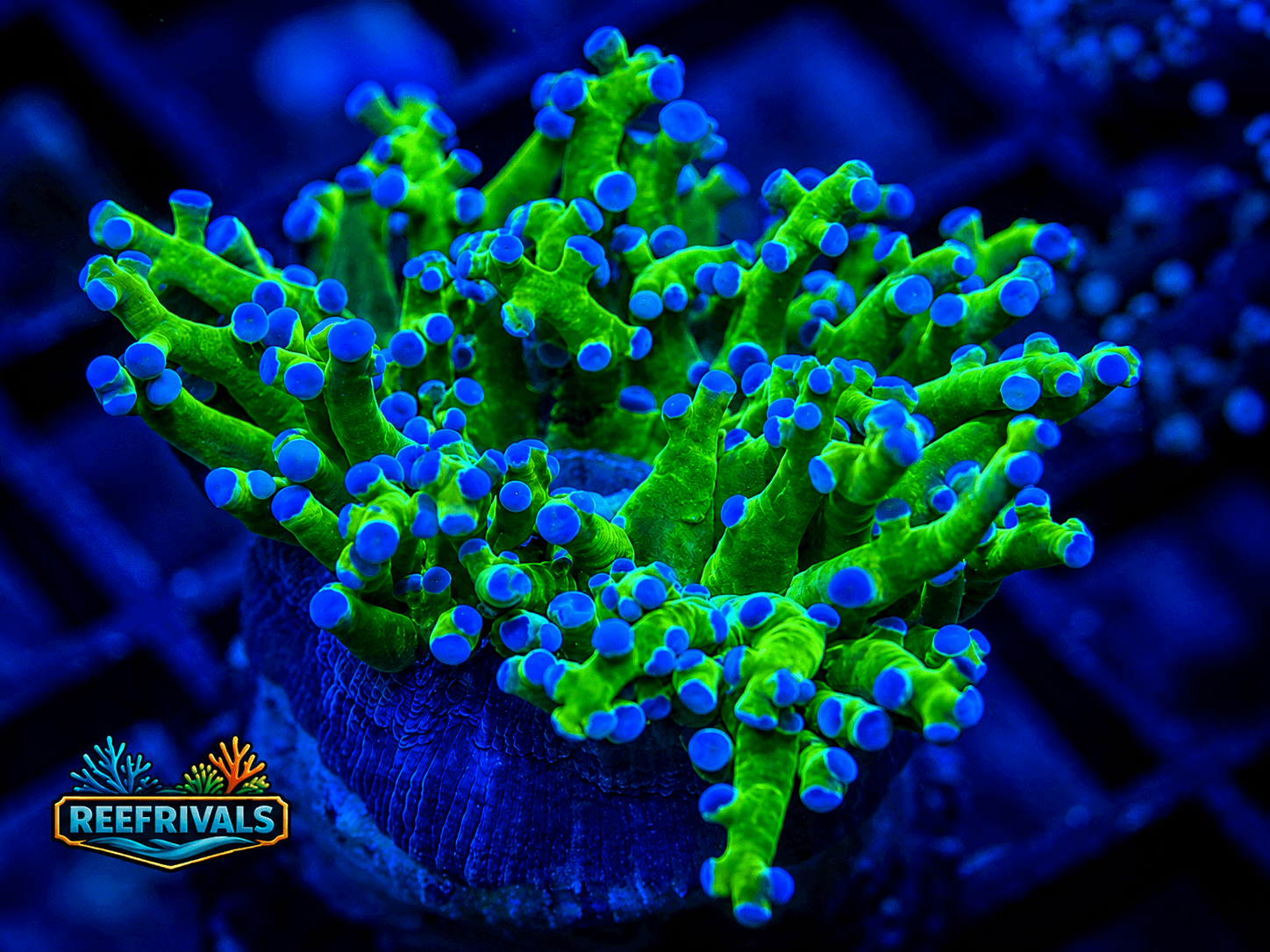 RVL Holy Grail Frogspawn coral image from ReefRivals, listed as Fimbriaphyllia divisa and Frogspawn