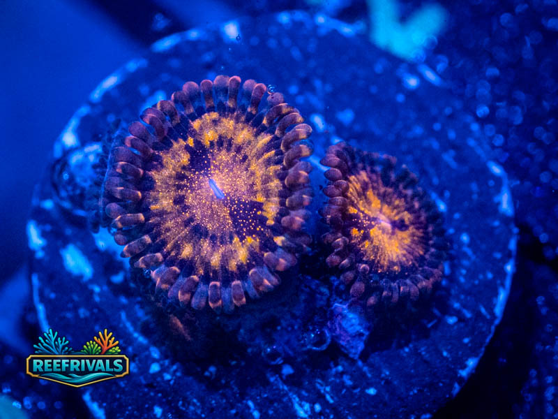 ECC Pandora Zoa coral image from ReefRivals, listed as Zoanthus sp. and Zoas