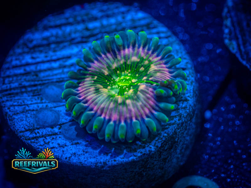 ECC Reverse Hallucination Zoa coral image from ReefRivals, listed as Zoanthus sp. and Zoas