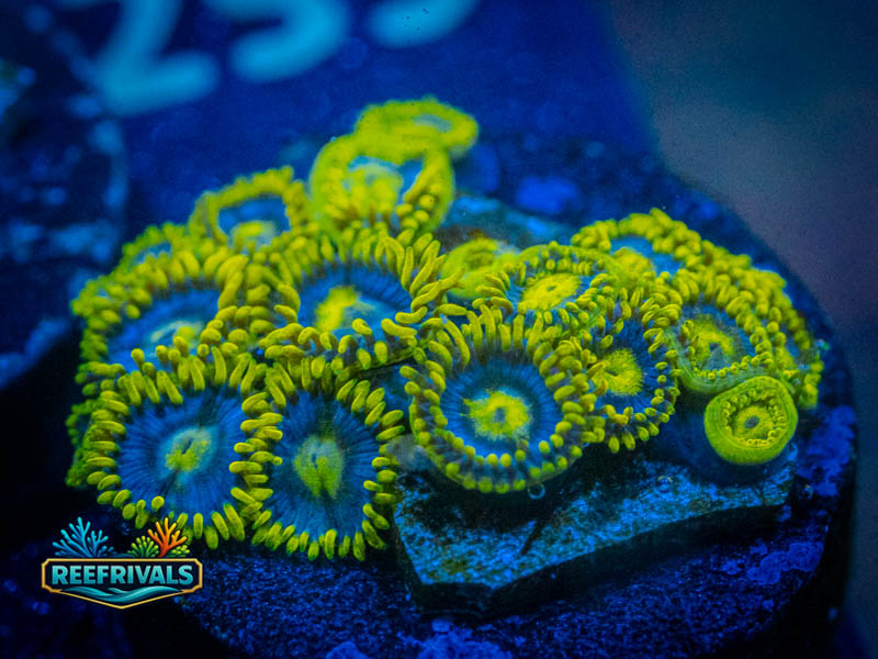 ECC Blueberry Pie Zoa (Mini-Colony) coral image from ReefRivals, listed as Zoanthus sp. and Zoas