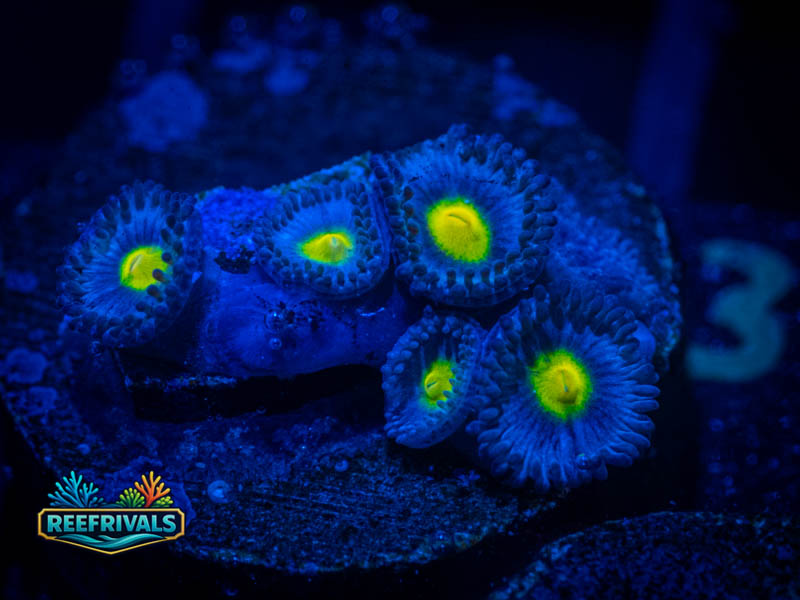 WWC AIO Zoa coral image from ReefRivals, listed as Zoanthus sp. and Zoas