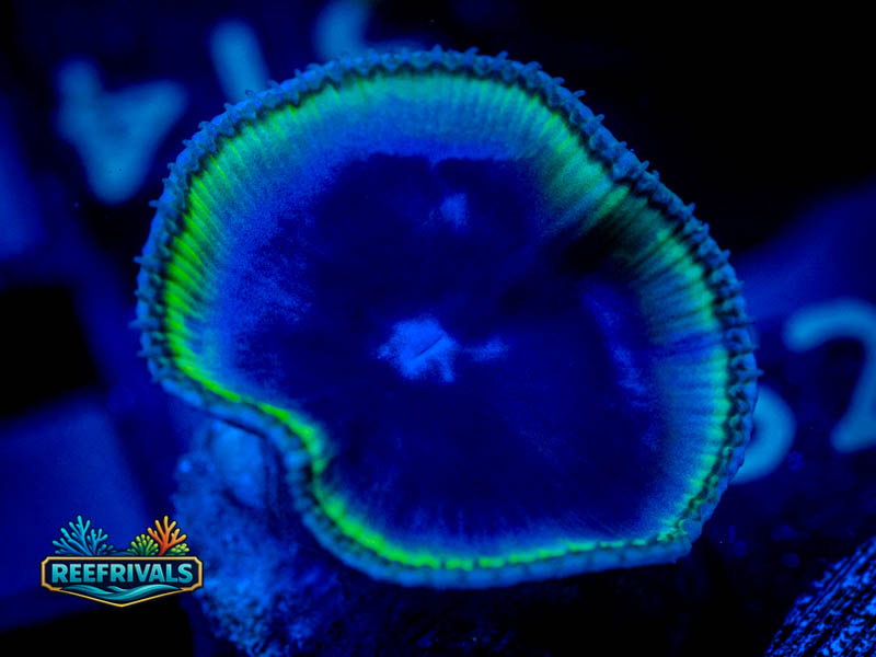 RVL Toxic Rim Grandis Paly coral image from ReefRivals, listed as Zoanthus sp. and Zoas