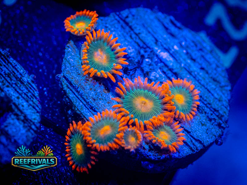 ECC Gatorades Zoa coral image from ReefRivals, listed as Zoanthus sp. and Zoas
