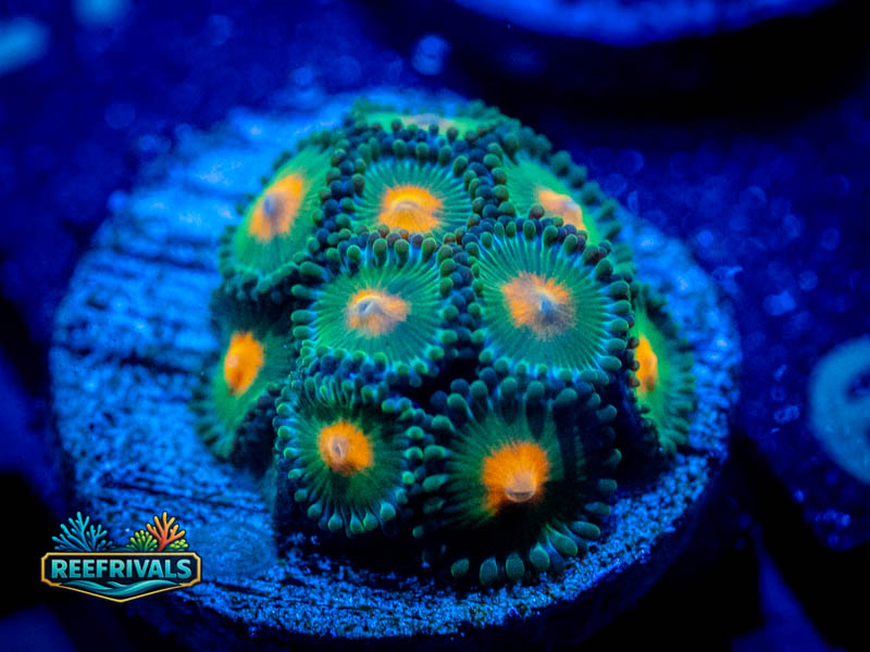 TSA Miami Huricanes Zoa coral image from ReefRivals, listed as Zoanthus sp. and Zoas