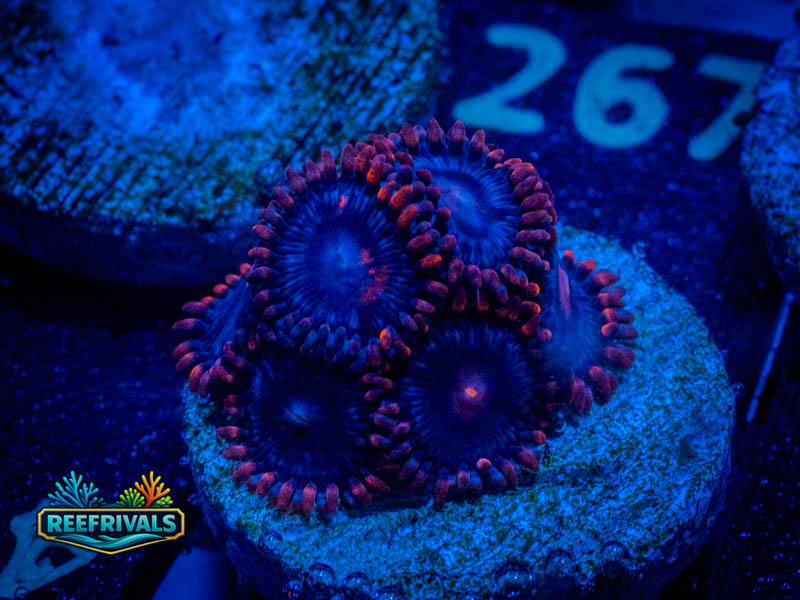 OG Superman Zoa coral image from ReefRivals, listed as Zoanthus sp. and Zoas