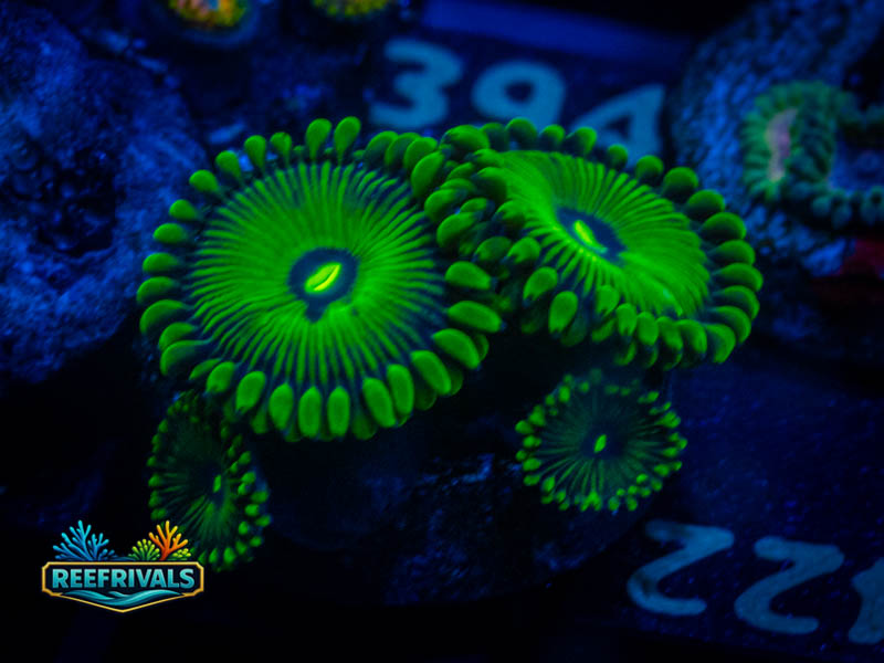 ECC Grouchy Green Paly coral image from ReefRivals, listed as Zoanthus sp. and Zoas