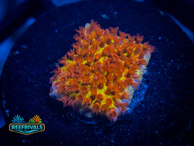 JF Burning Banana Stylo coral image from ReefRivals, listed as Stylocoeniella spp. and Encrusting