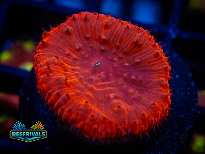 RVL Cherry Drop Blasto coral image from ReefRivals, listed as Blastomussa sp. and LPS Fleshy