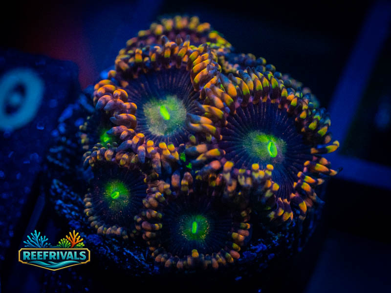 RVL Solar Fallout Zoa coral image from ReefRivals, listed as Zoanthus sp. and Zoas