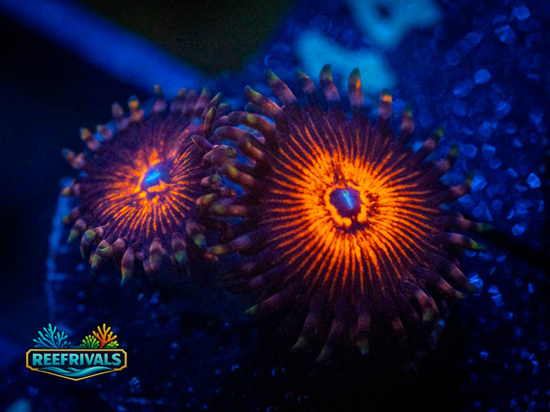 TSA God of War Zoa coral image from ReefRivals, listed as Zoanthus sp. and Zoas