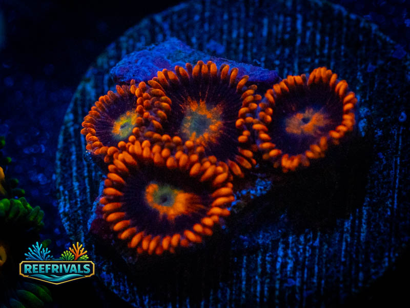 RVL Unknown Orange Zoa coral image from ReefRivals, listed as Zoanthus sp. and Zoas
