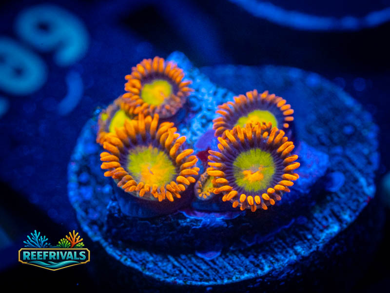 ECC Mandarin Orange Zoa coral image from ReefRivals, listed as Zoanthus sp. and Zoas