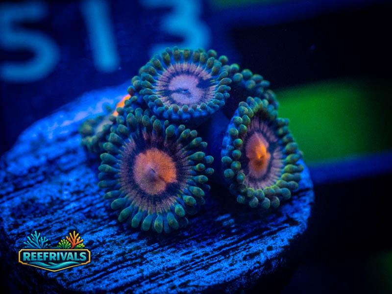 WWC Solar Flare Zoa coral image from ReefRivals, listed as Zoanthus sp. and Zoas