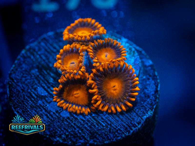 ECC Bam Bam Zoa coral image from ReefRivals, listed as Zoanthus sp. and Zoas