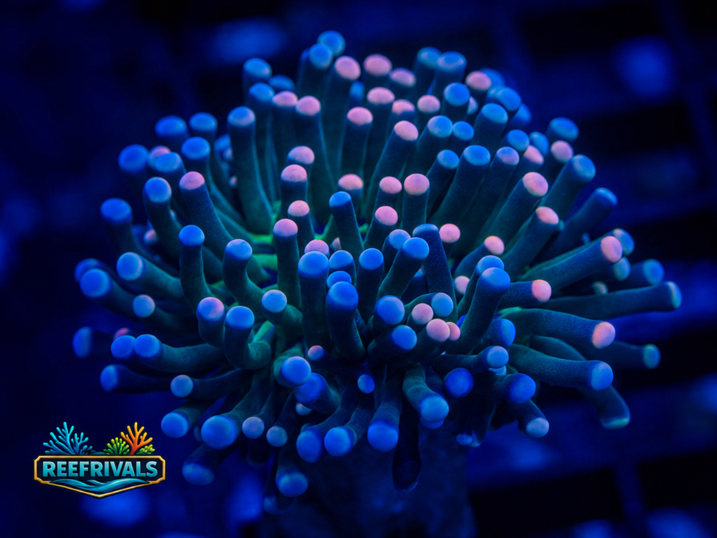 RVL Cotton Candy Torch coral image from ReefRivals, listed as Euphyllia glabrescens and Torches