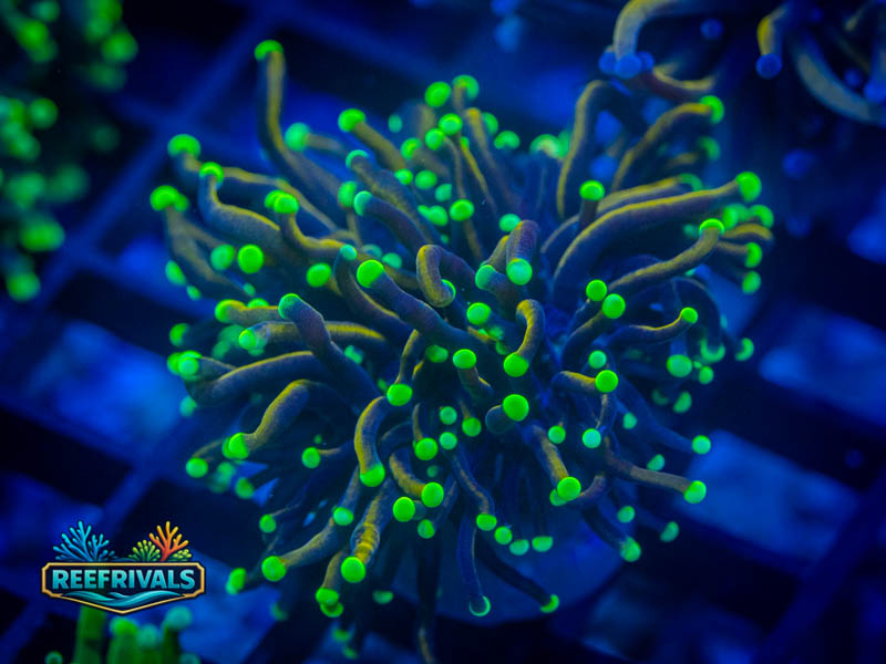 RVL Souls Like Torch coral image from ReefRivals, listed as Euphyllia glabrescens and Torches